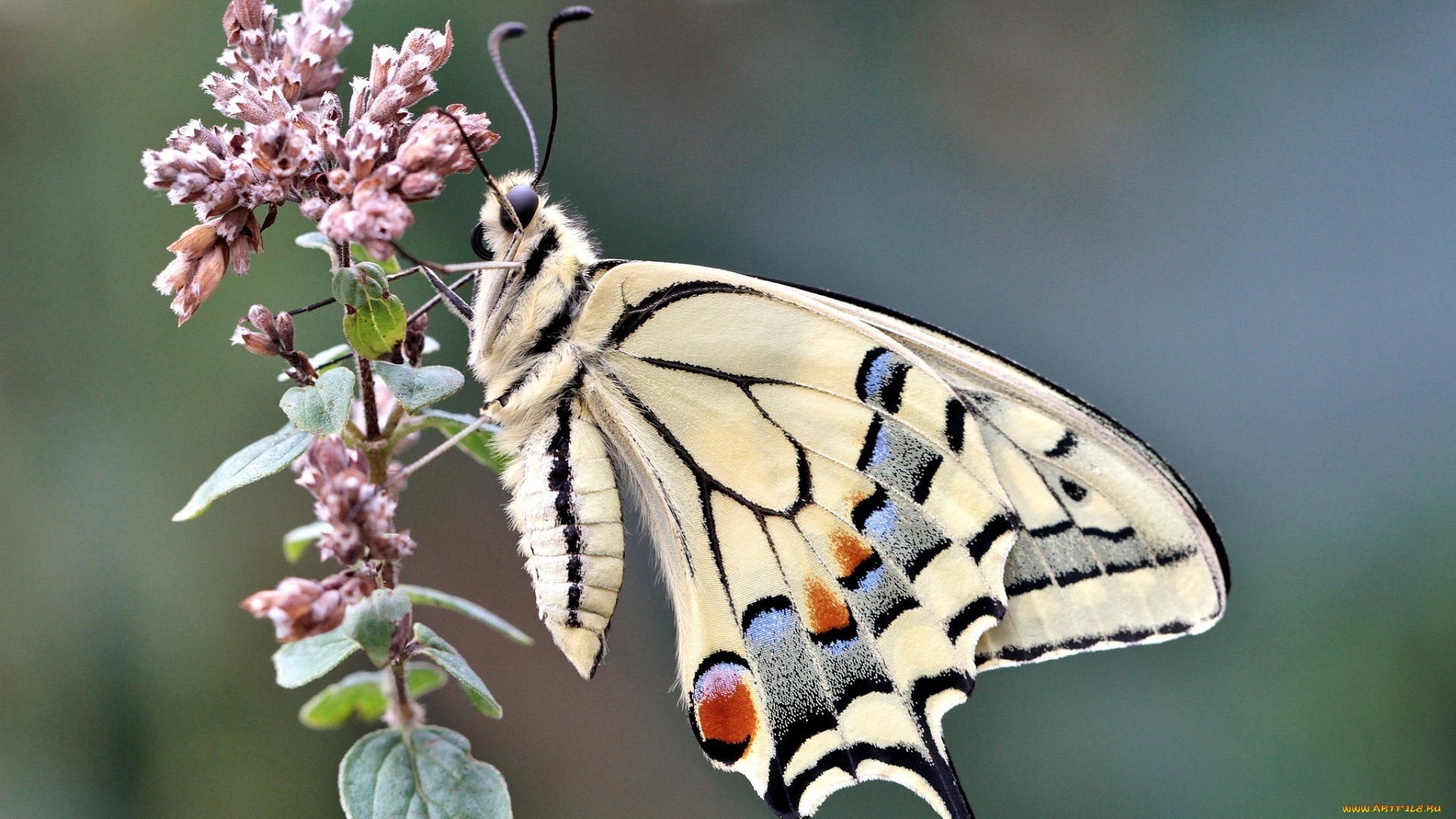 животные, бабочки, крылья