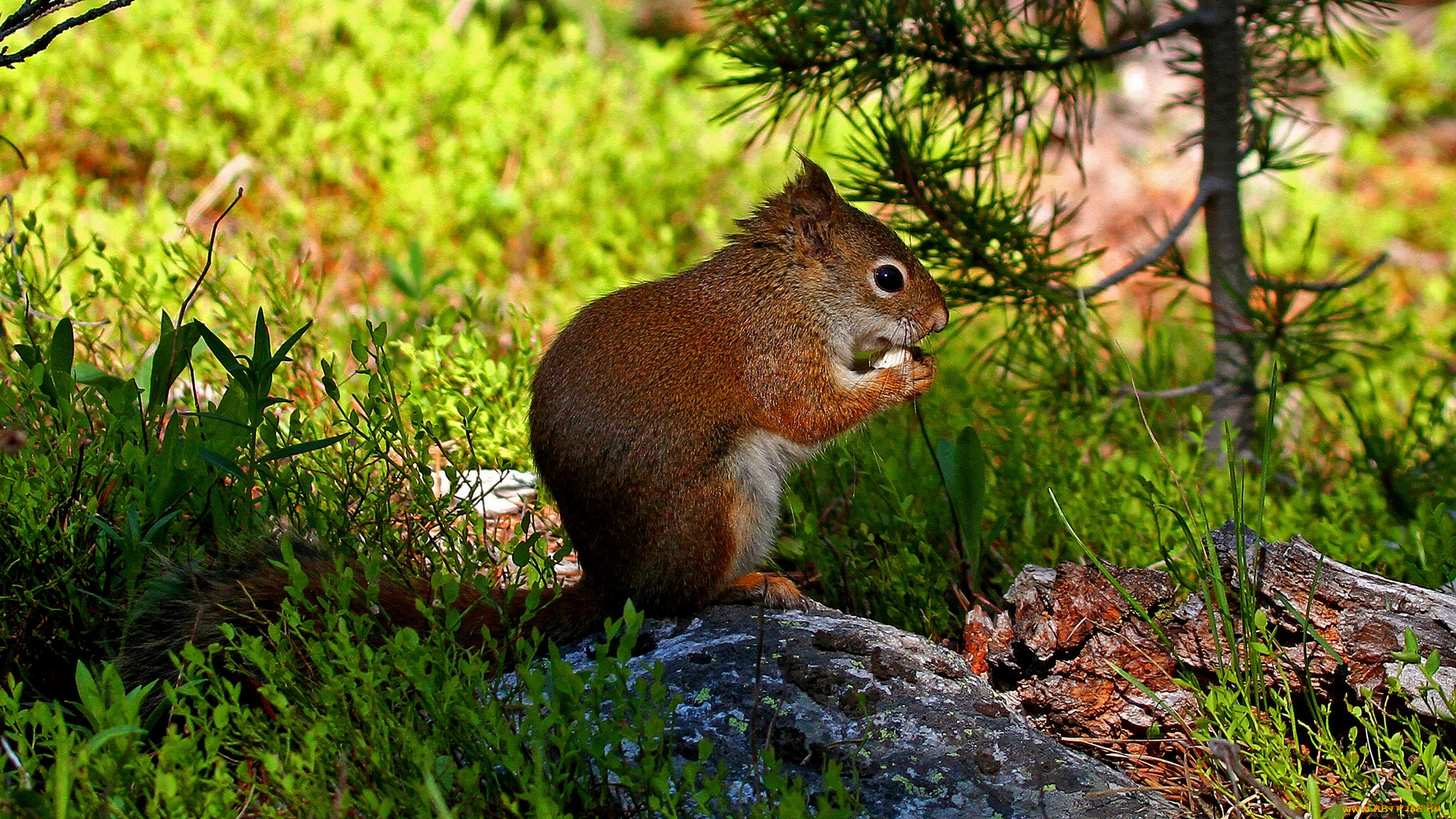 животные, белки, рыжая, камень
