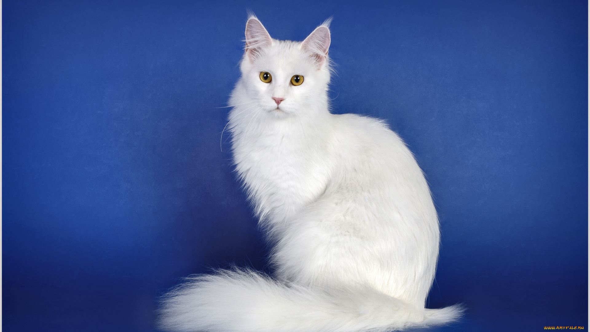 животные, коты, кошка, красавица