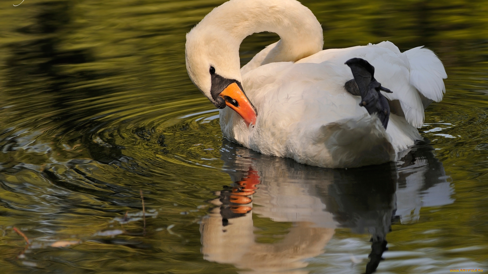 животные, лебеди, шипун, отражение