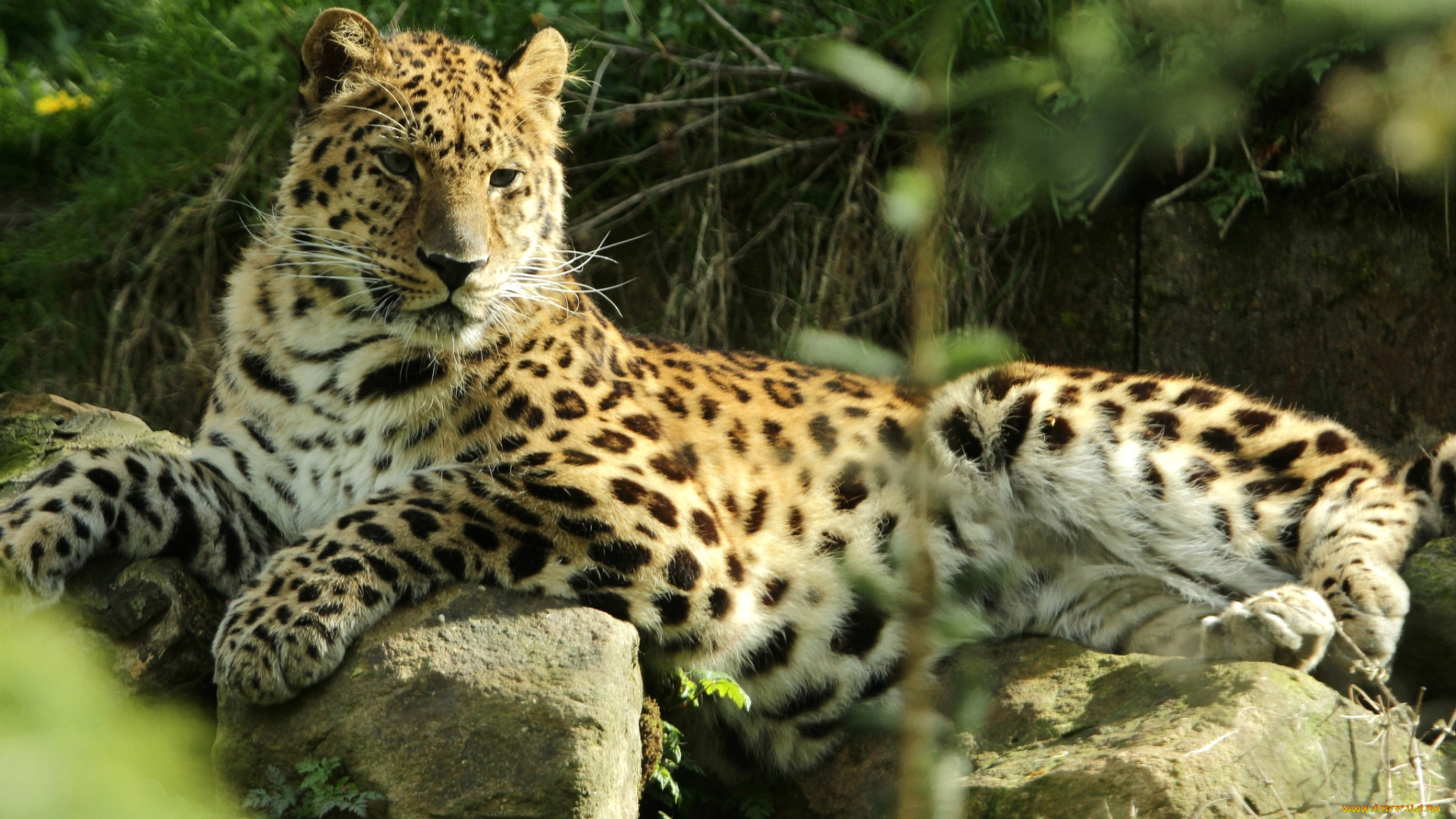 животные, леопарды, кошка, амурский, леопард