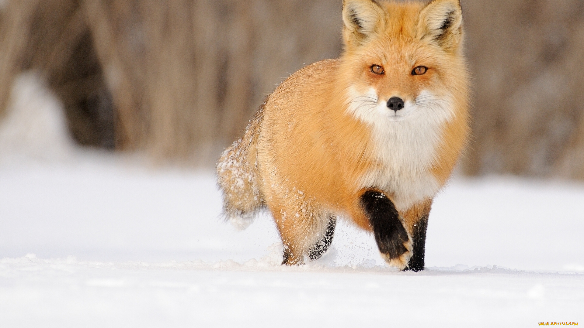 животные, лисы, рыжая, снег, зима