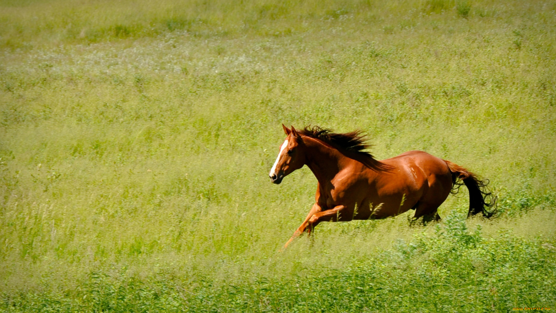 животные, лошади, гнедой
