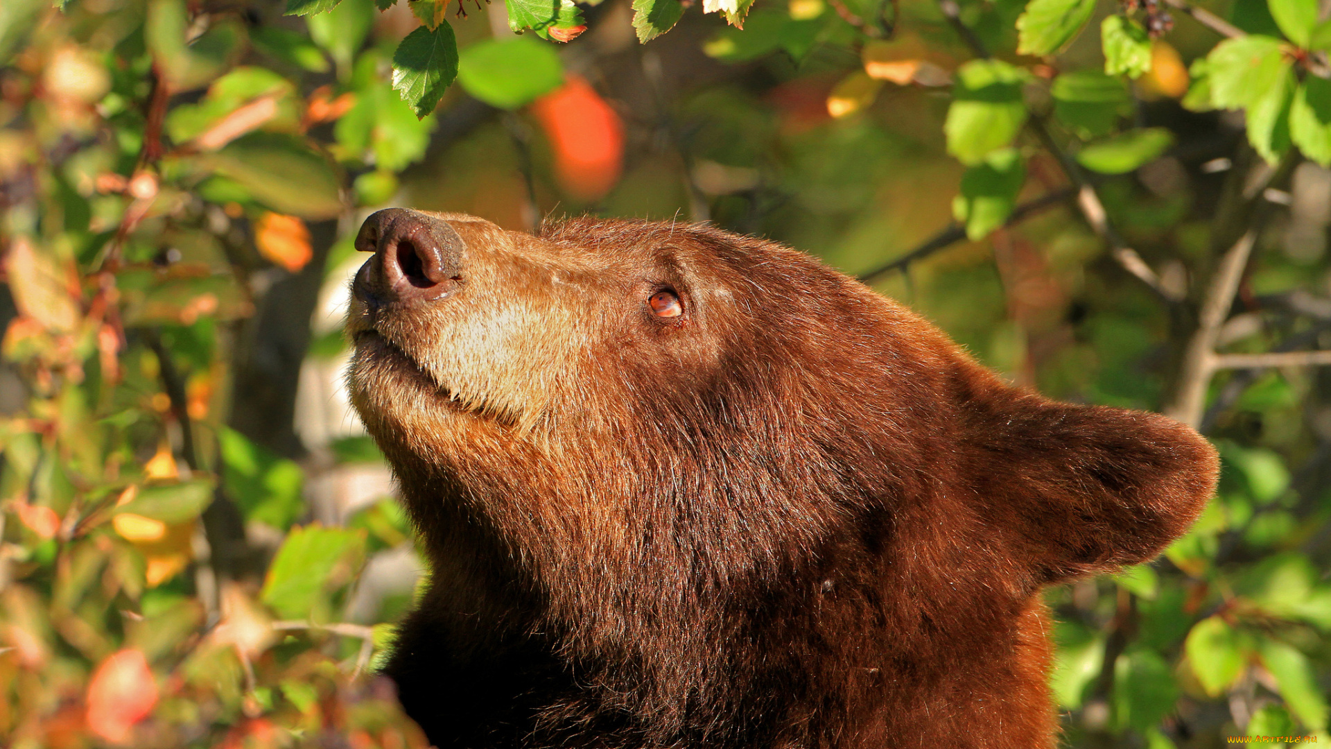 животные, медведи, барибал
