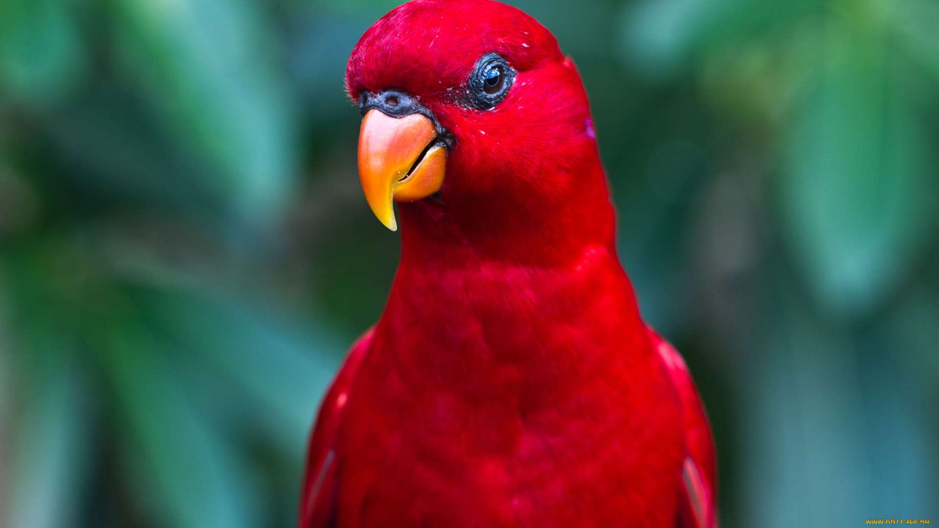 животные, попугаи, красный, лори