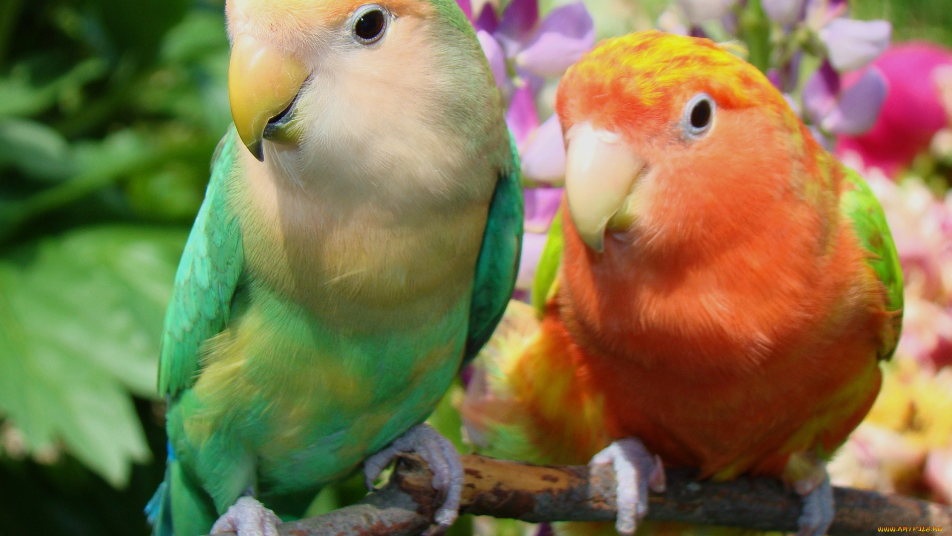 животные, попугаи, неразлучники, пара
