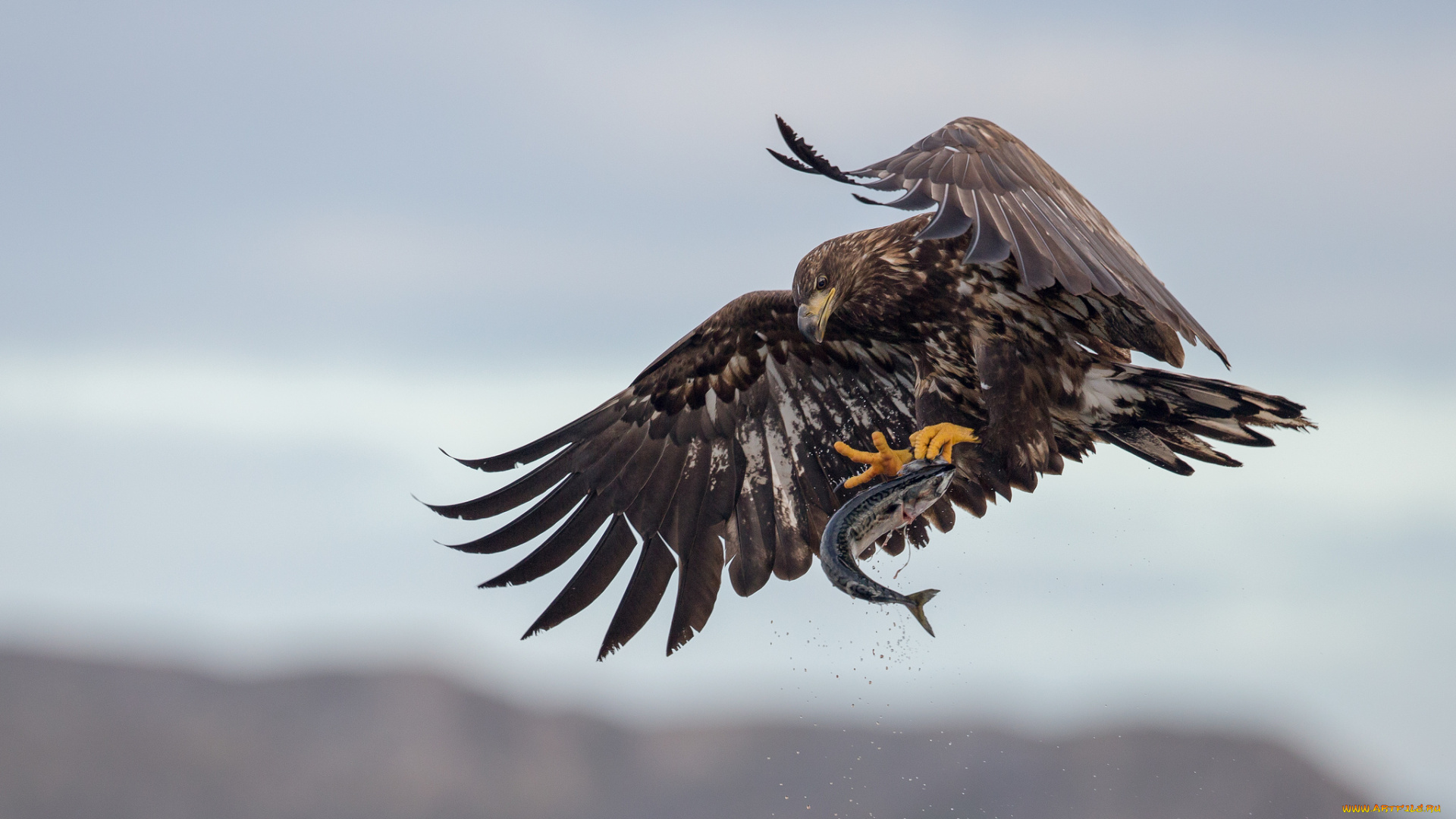 животные, птицы, хищники, улов, добыча, рыба, орлан-белохвост
