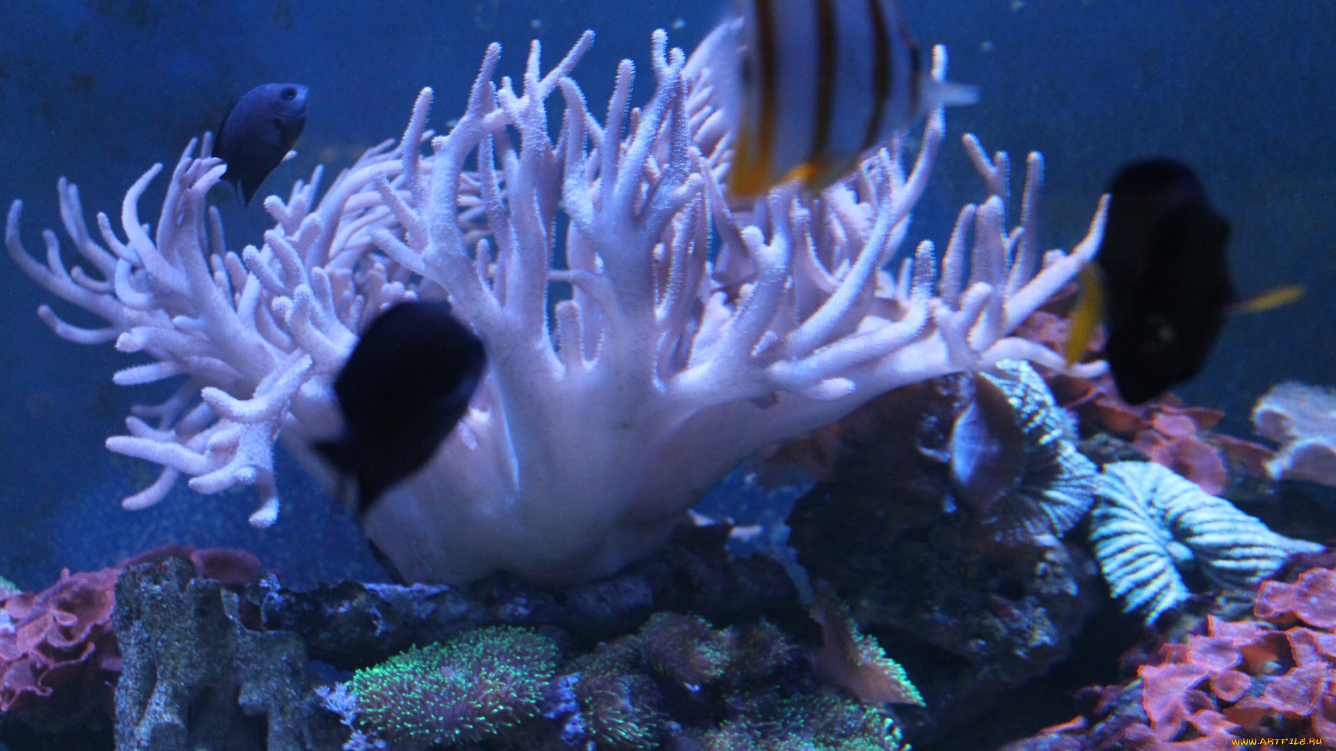 животные, рыбы, аквариум, природа