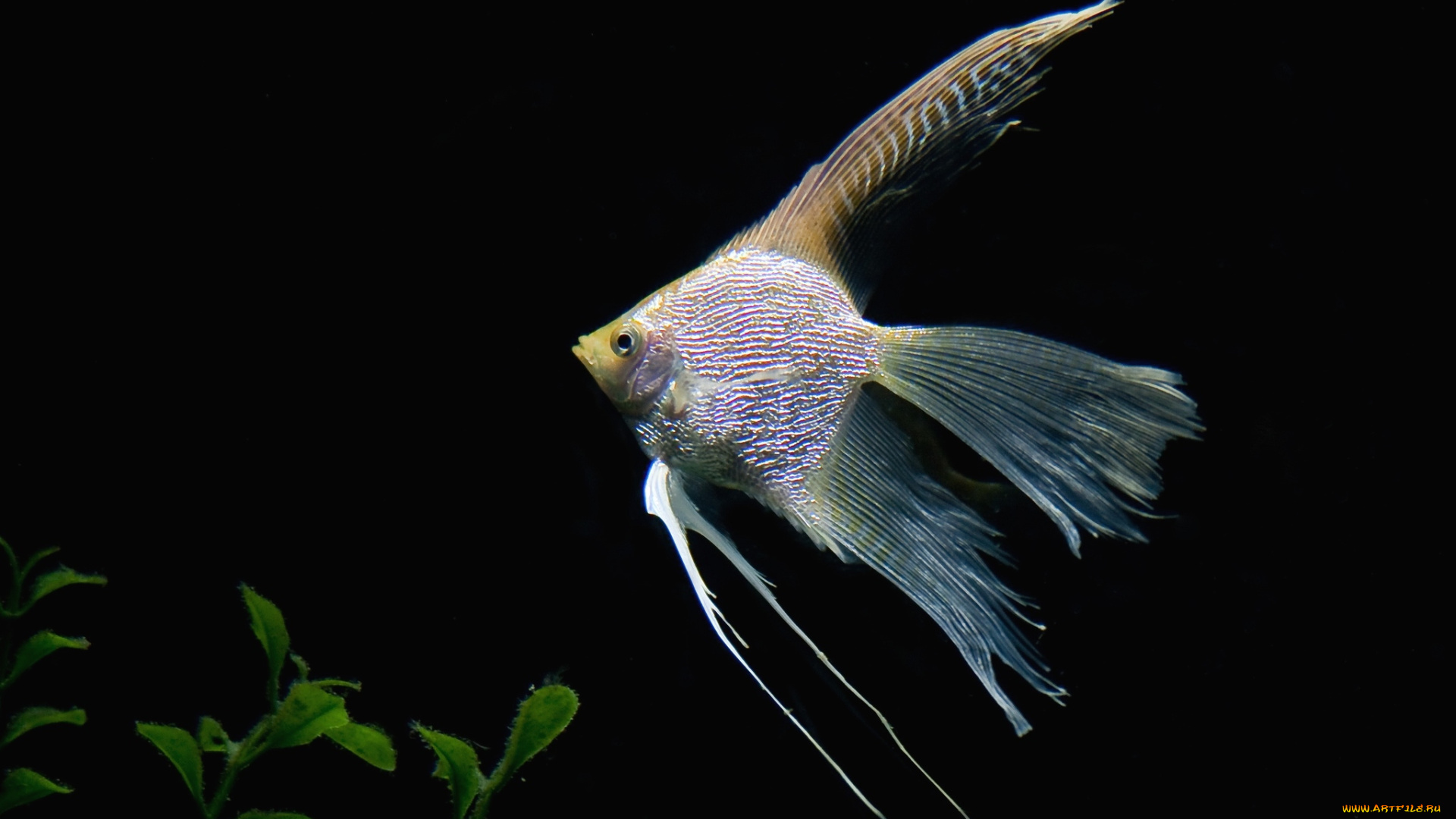 животные, рыбы, плавники