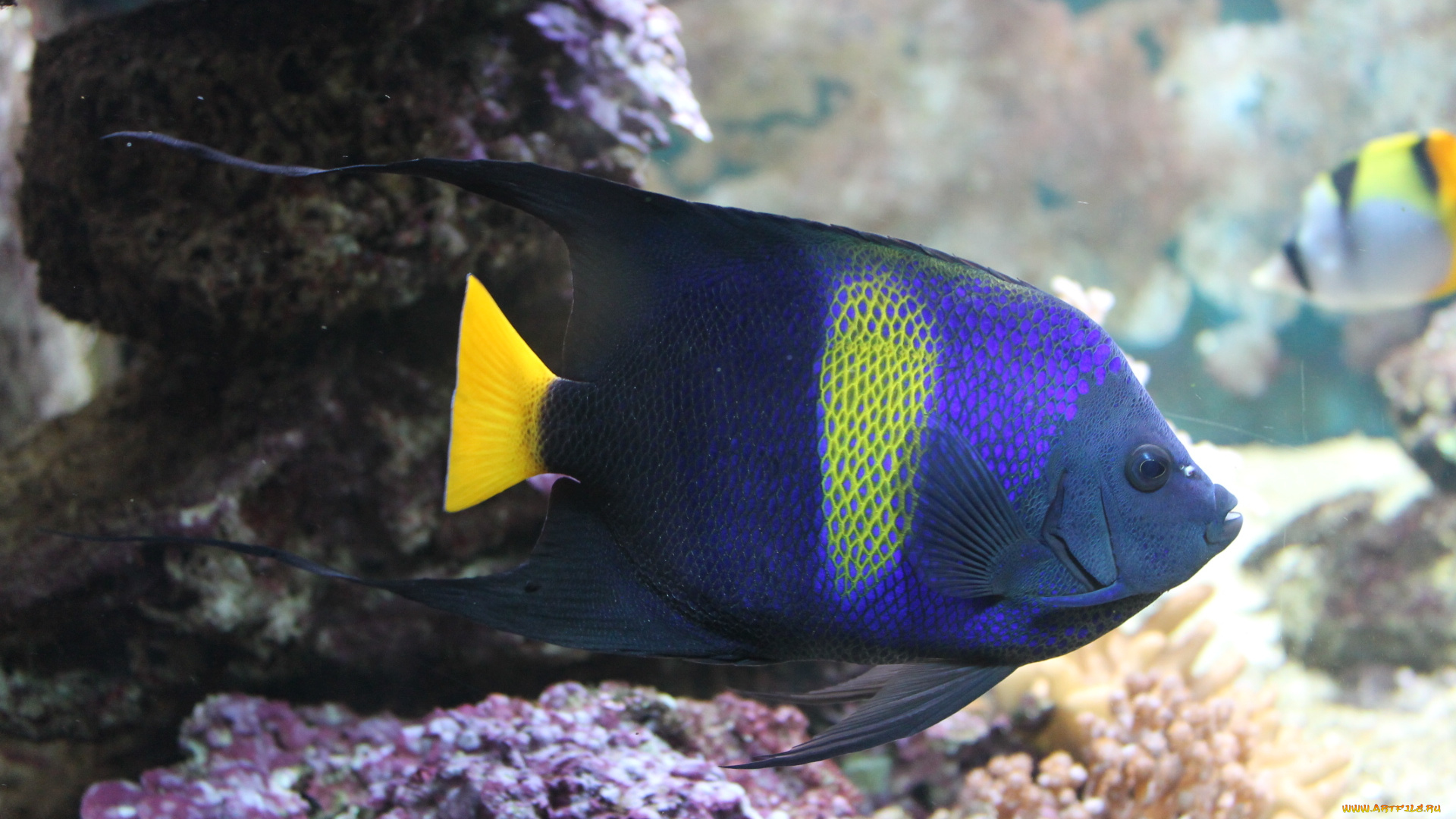 животные, рыбы, природа, аквариум