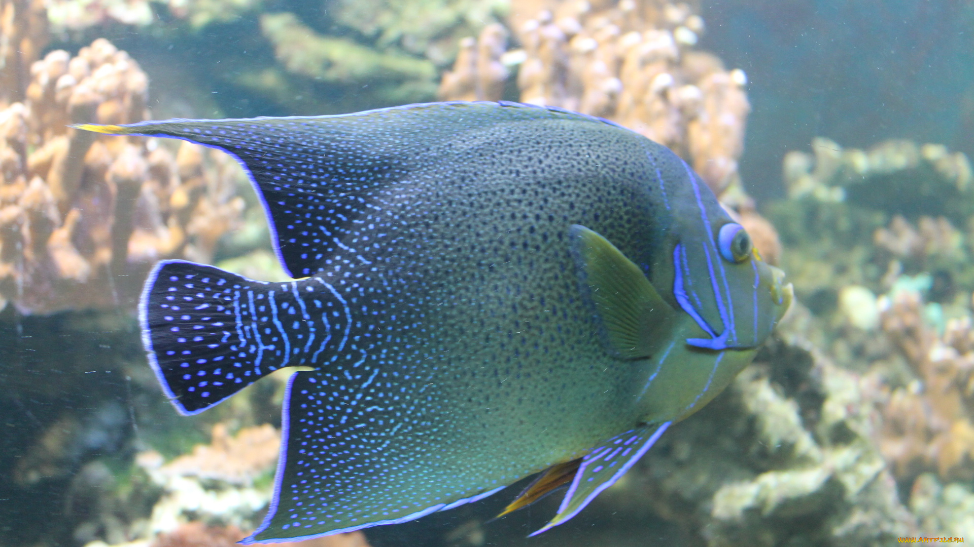 животные, рыбы, природа, аквариум