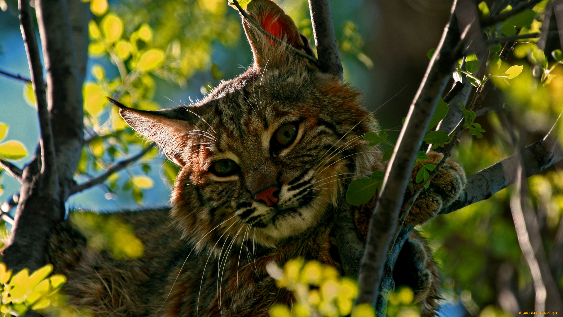 животные, рыси, хищник, взгляд, дерево, кошка