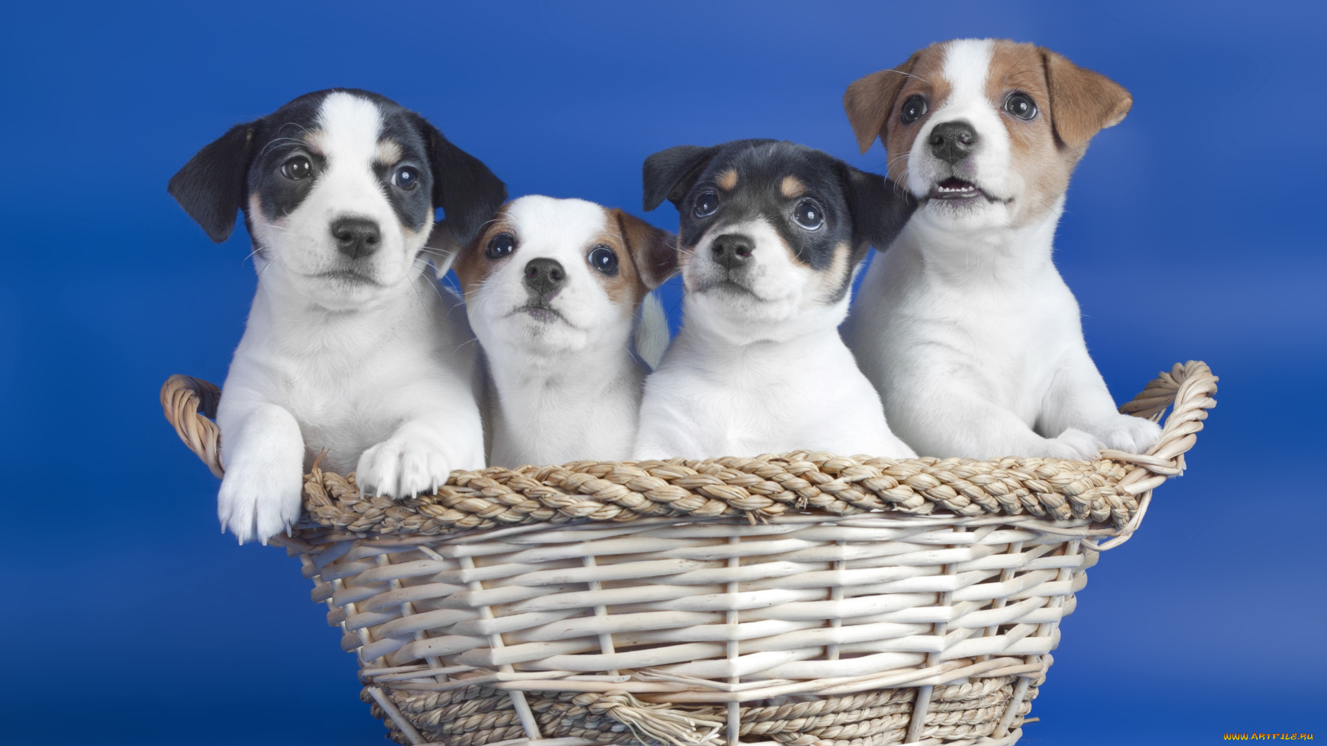 животные, собаки, корзинка, щенки