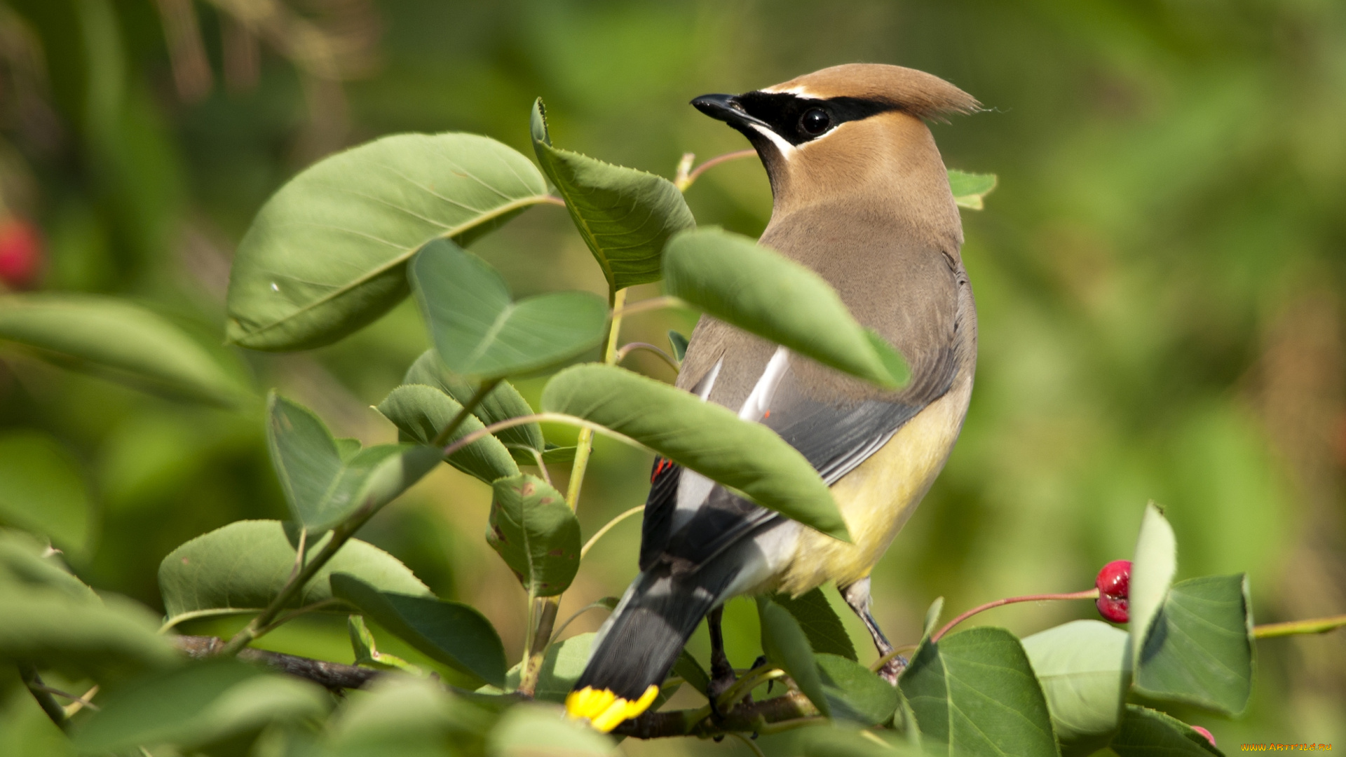 животные, свиристели, хохолок, ветка