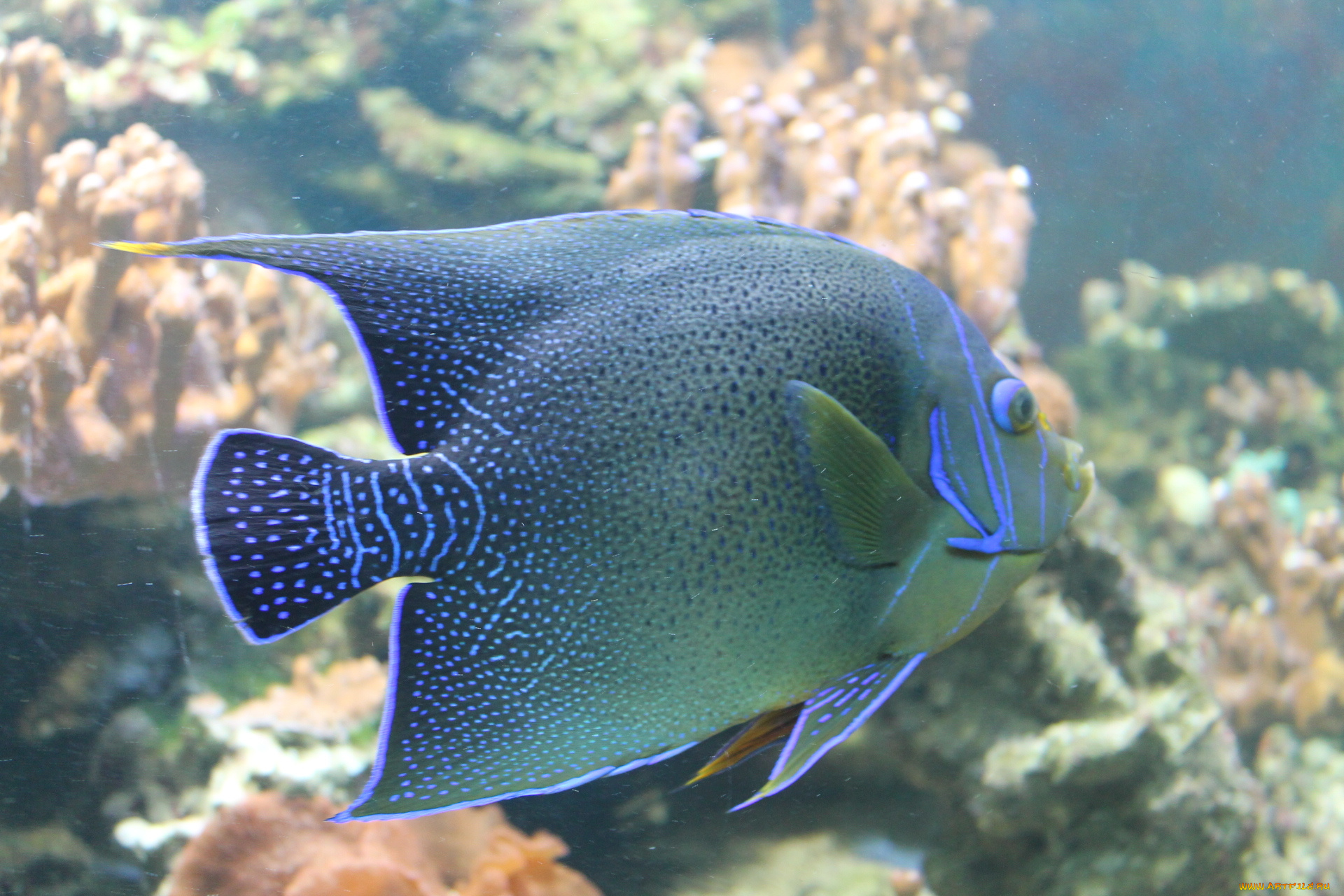 животные, рыбы, природа, аквариум