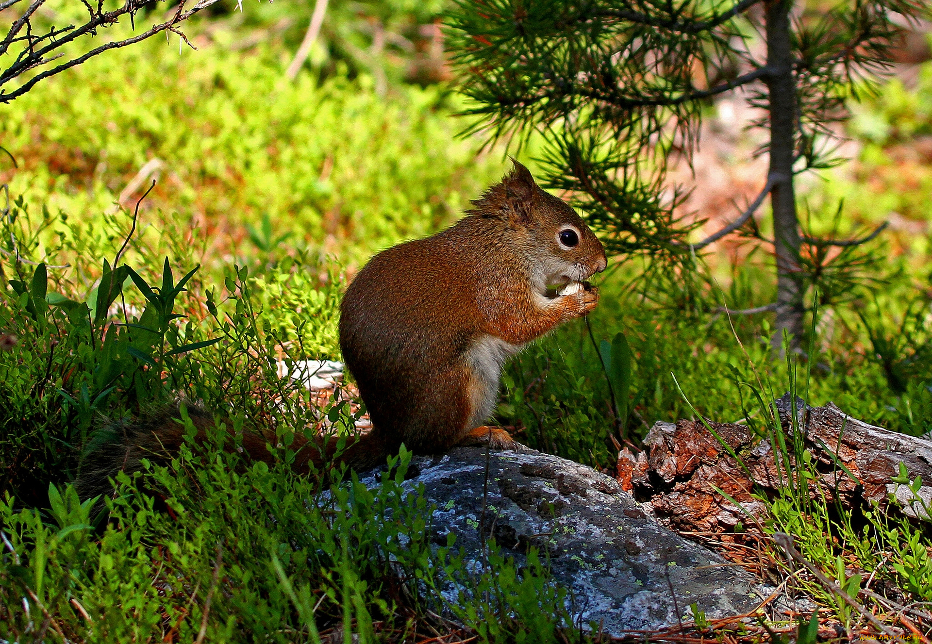 животные, белки, рыжая, камень