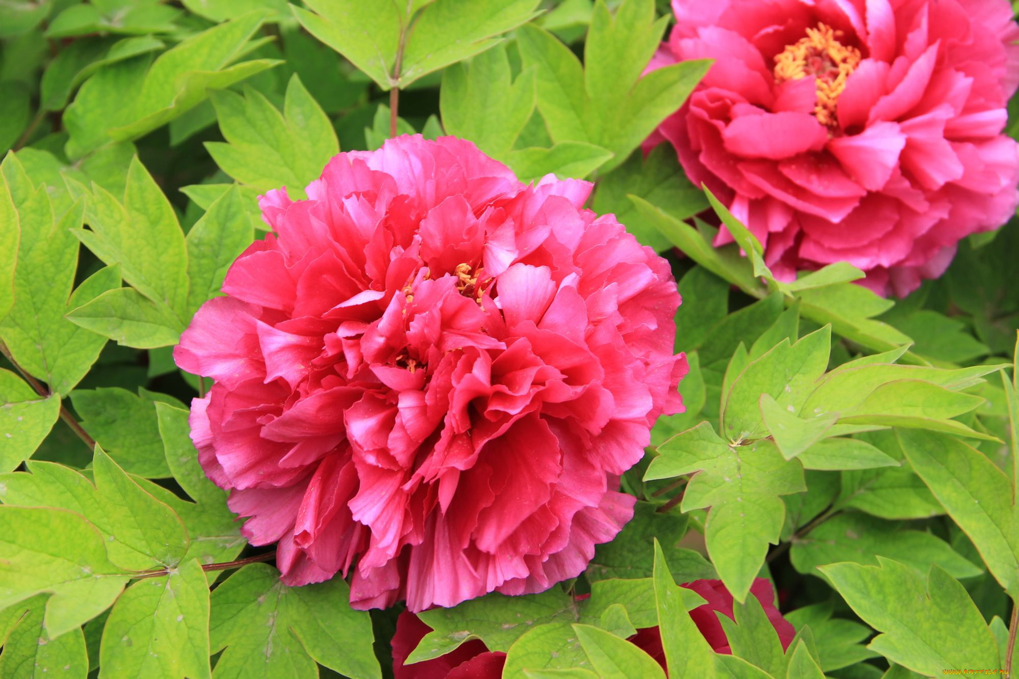 цветы, пионы, лепестки, листья