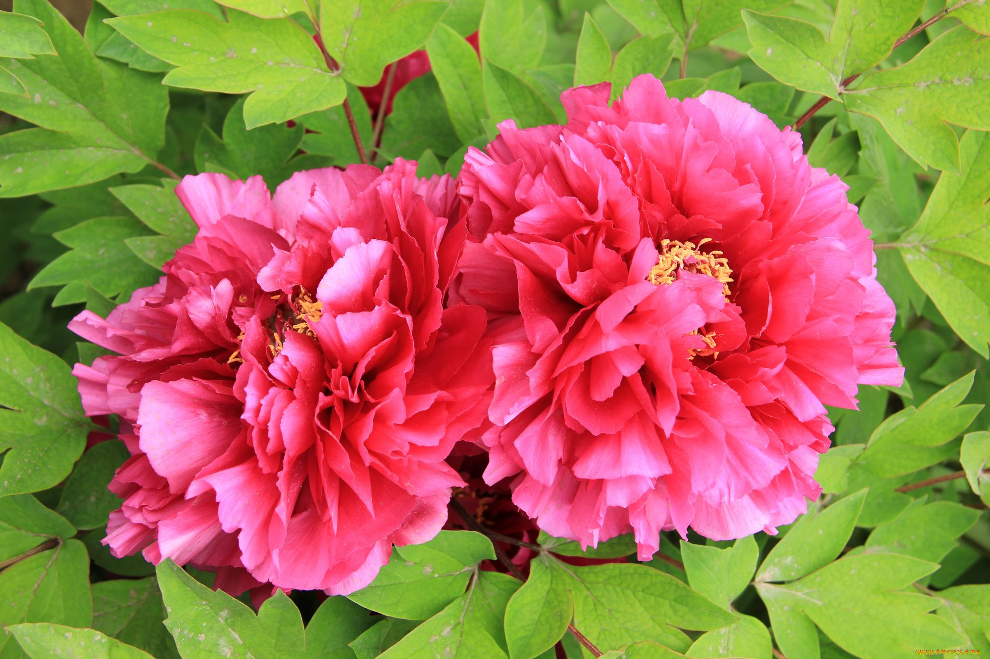 цветы, пионы, листья, лепестки