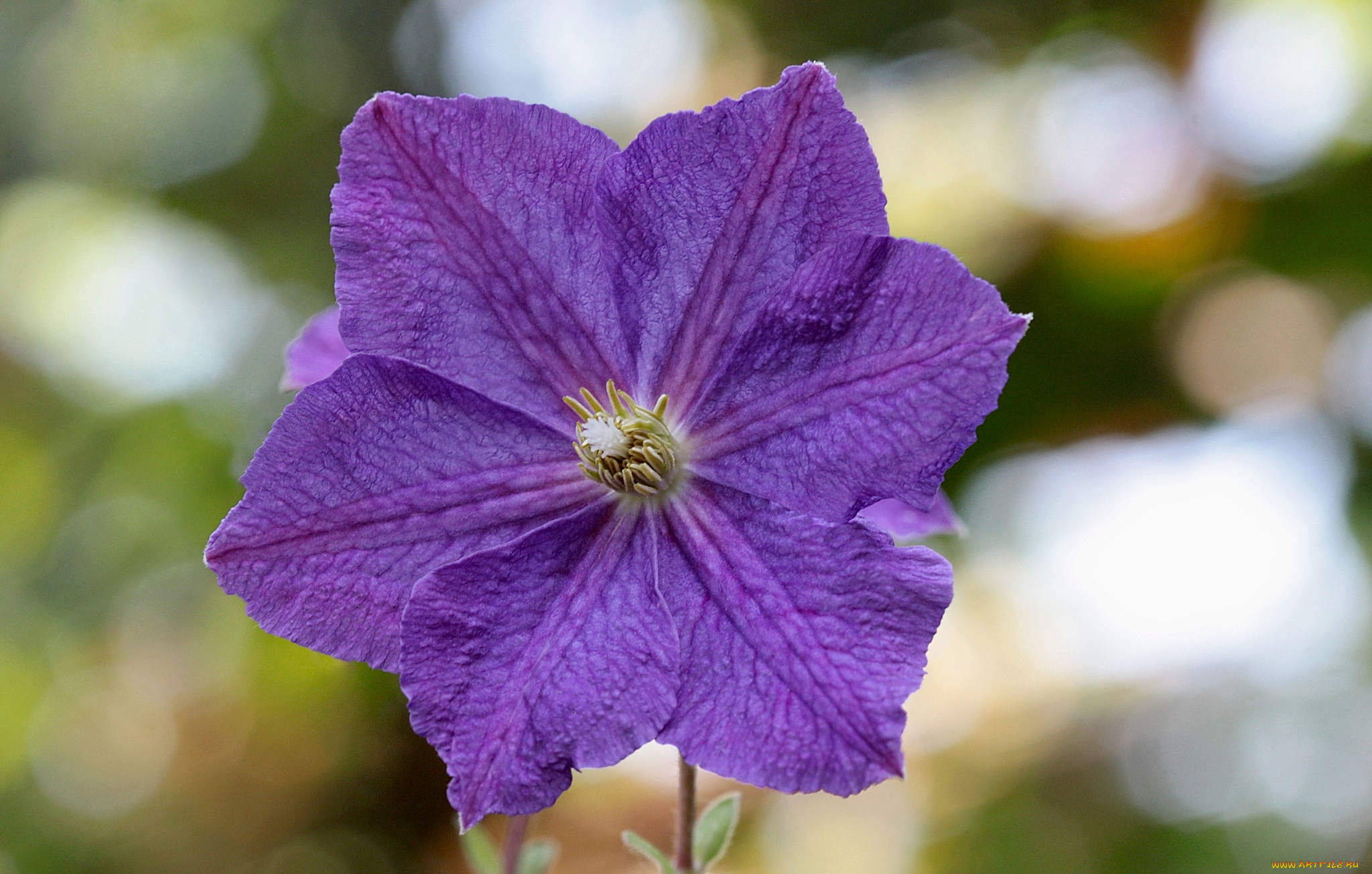 цветы, клематис, ломонос, макро, фиолетовый
