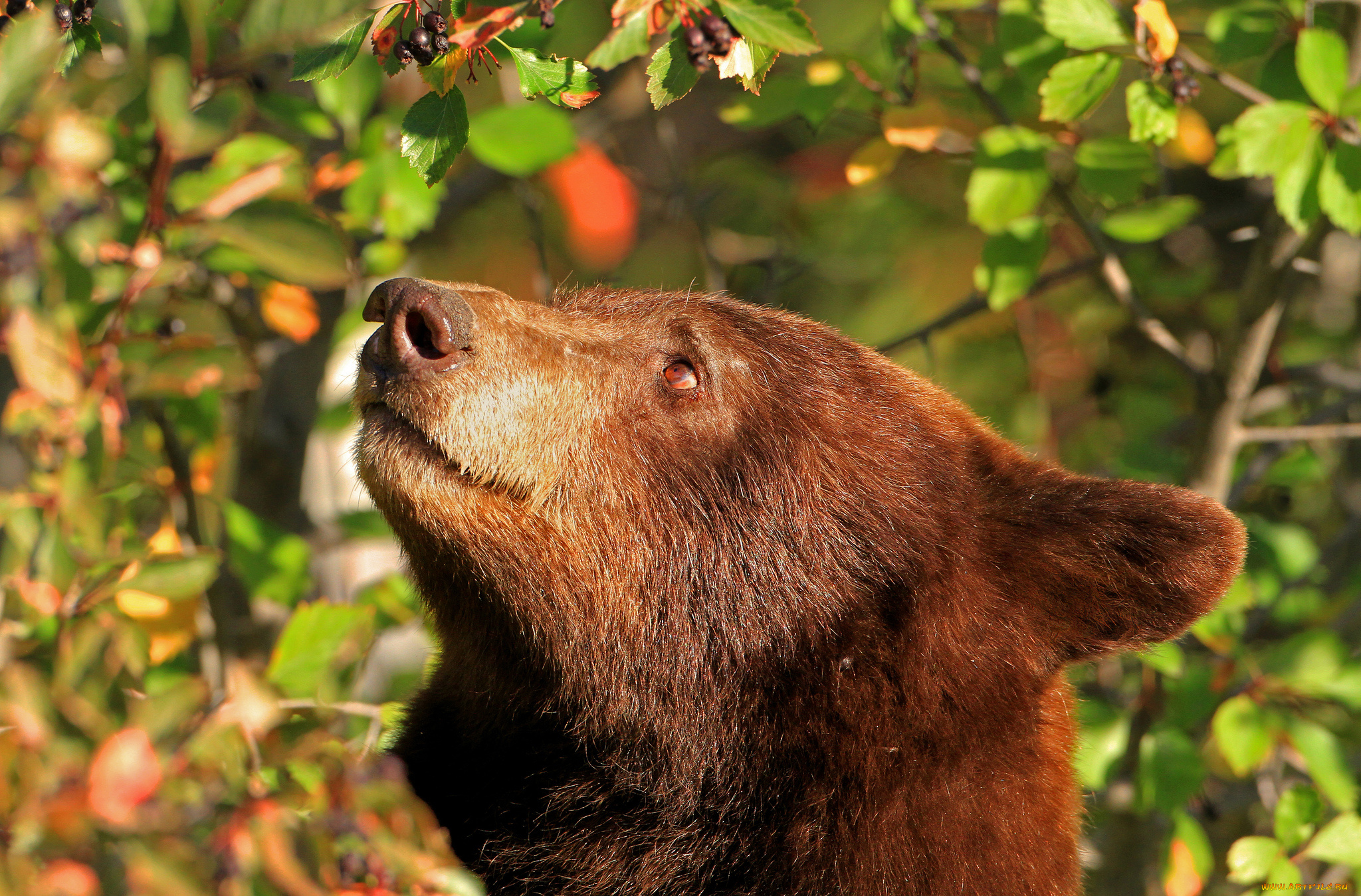 животные, медведи, барибал