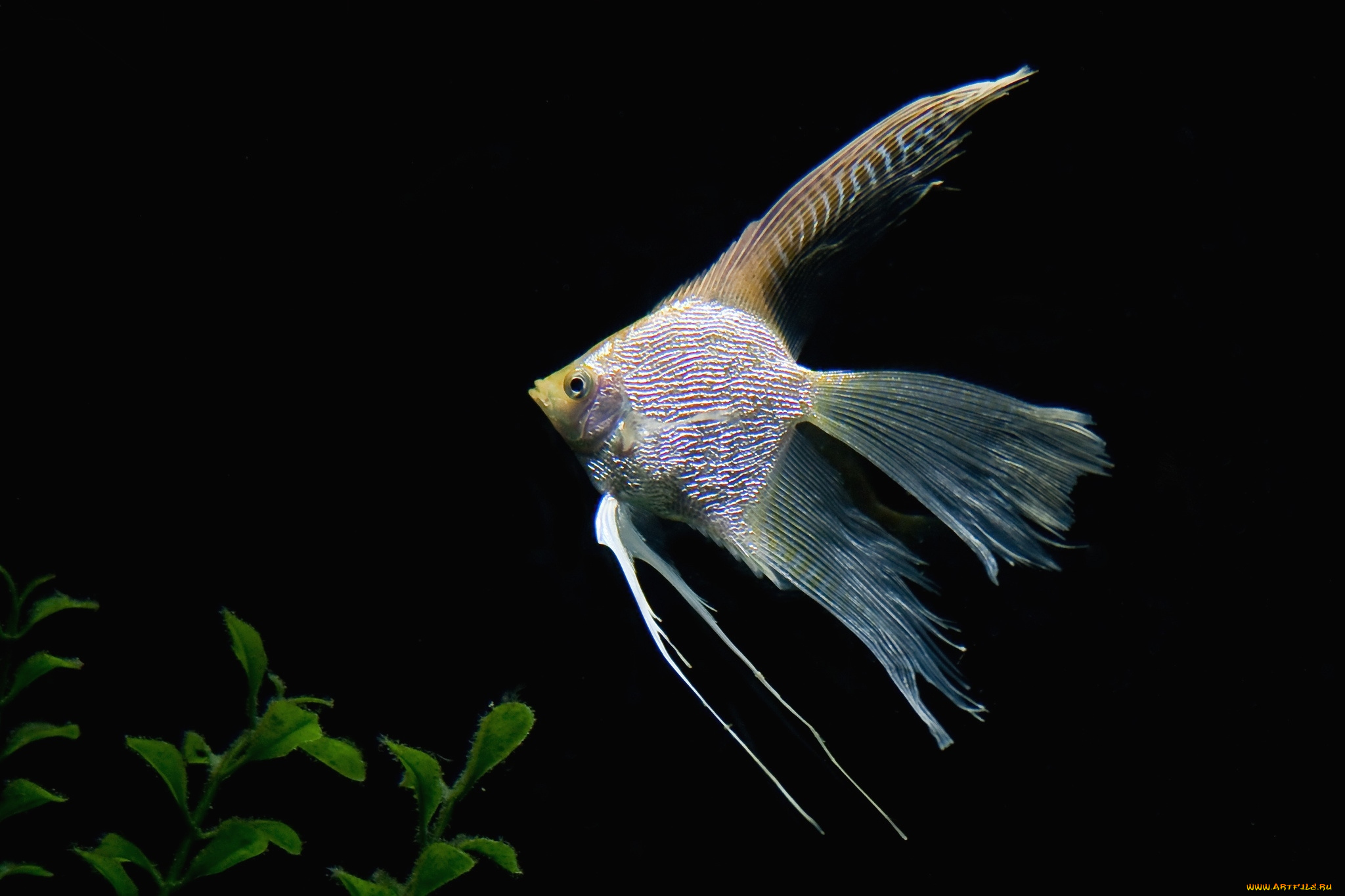 животные, рыбы, плавники