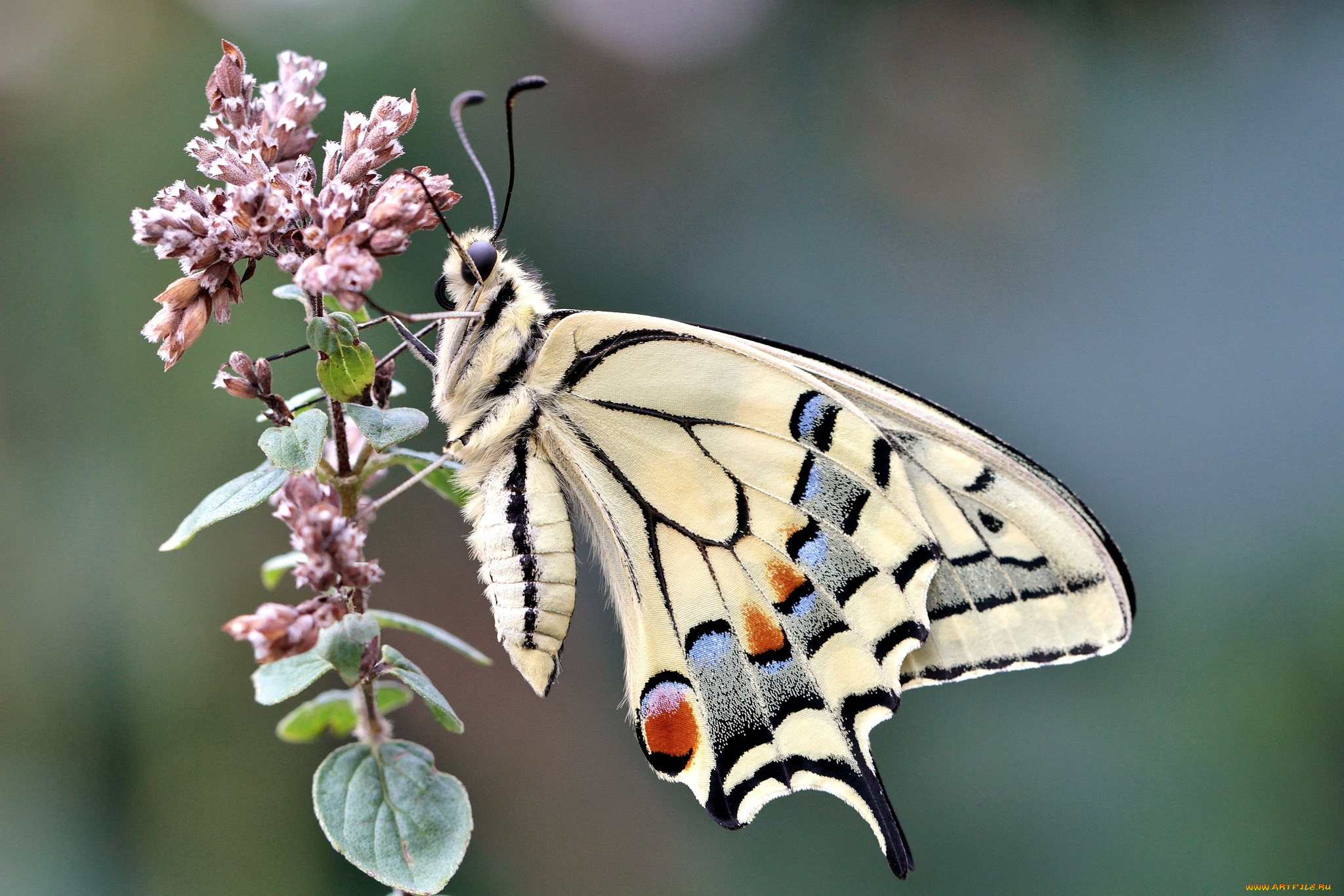 животные, бабочки, крылья