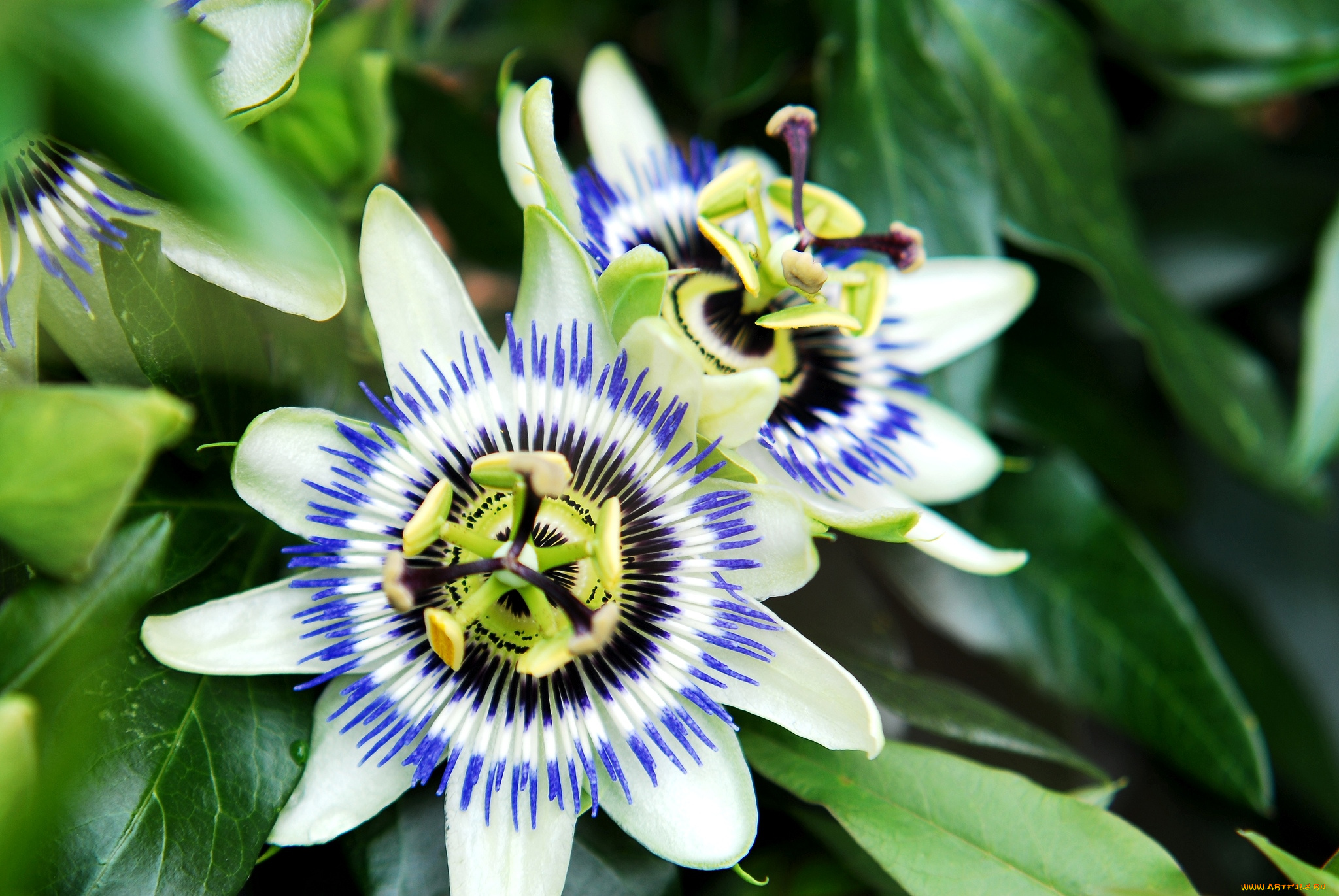 цветы, пассифлора, экзотика