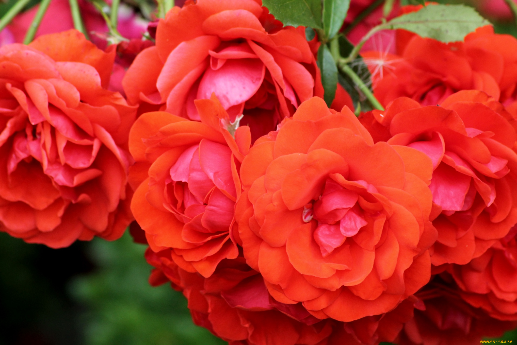 цветы, розы, красный