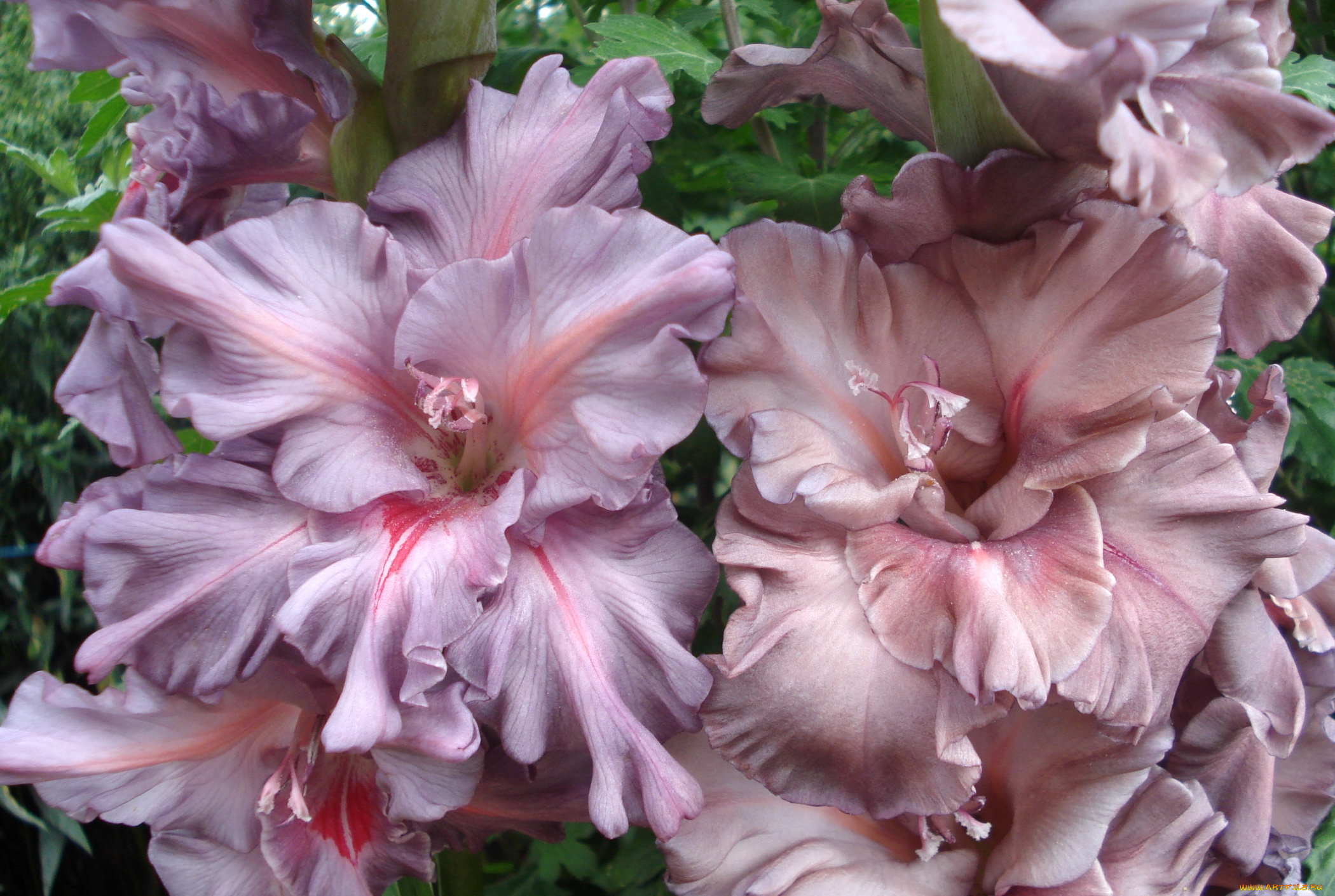 цветы, гладиолусы, макро