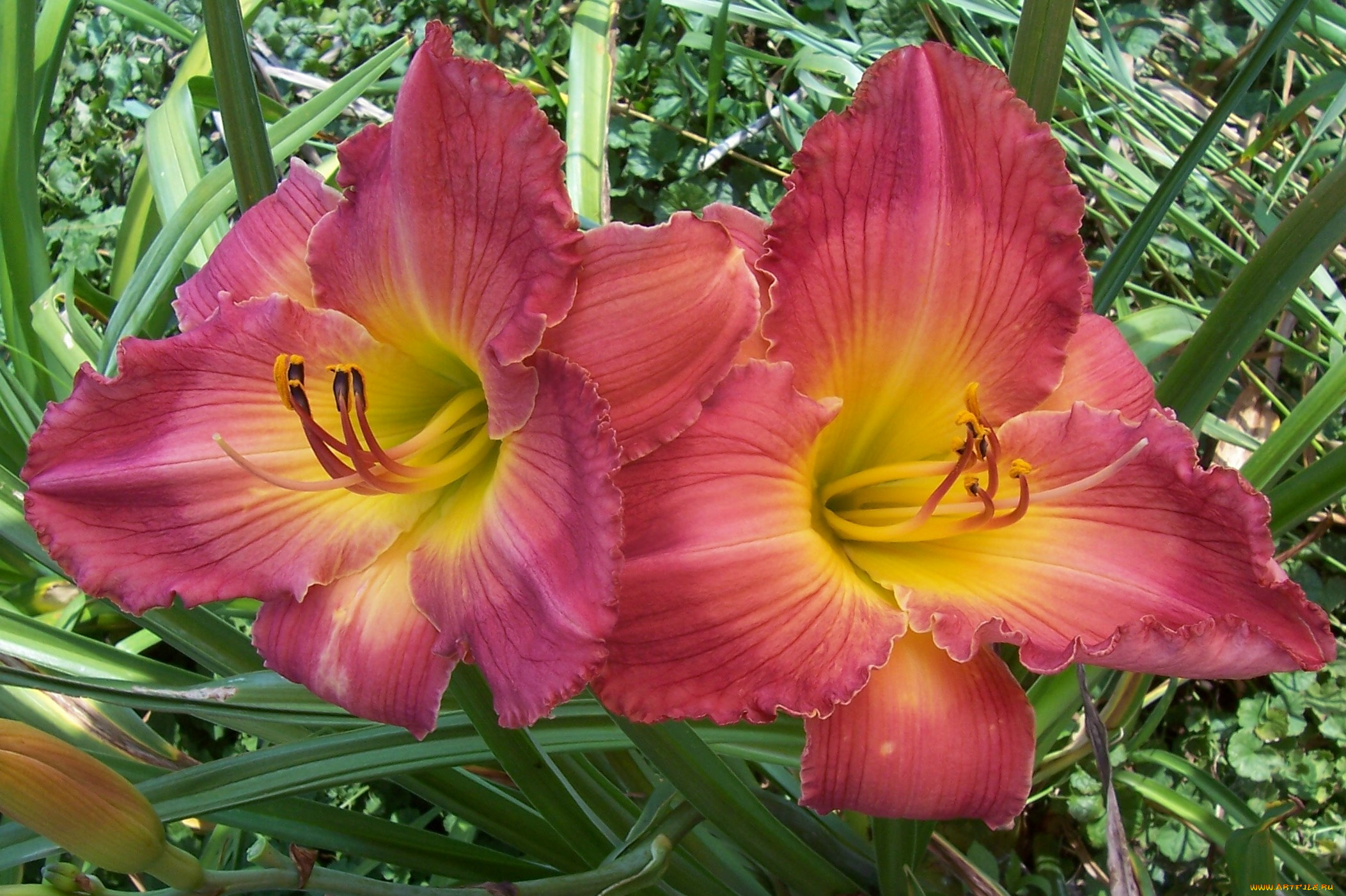 цветы, лилии, лилейники, листья, лепестки