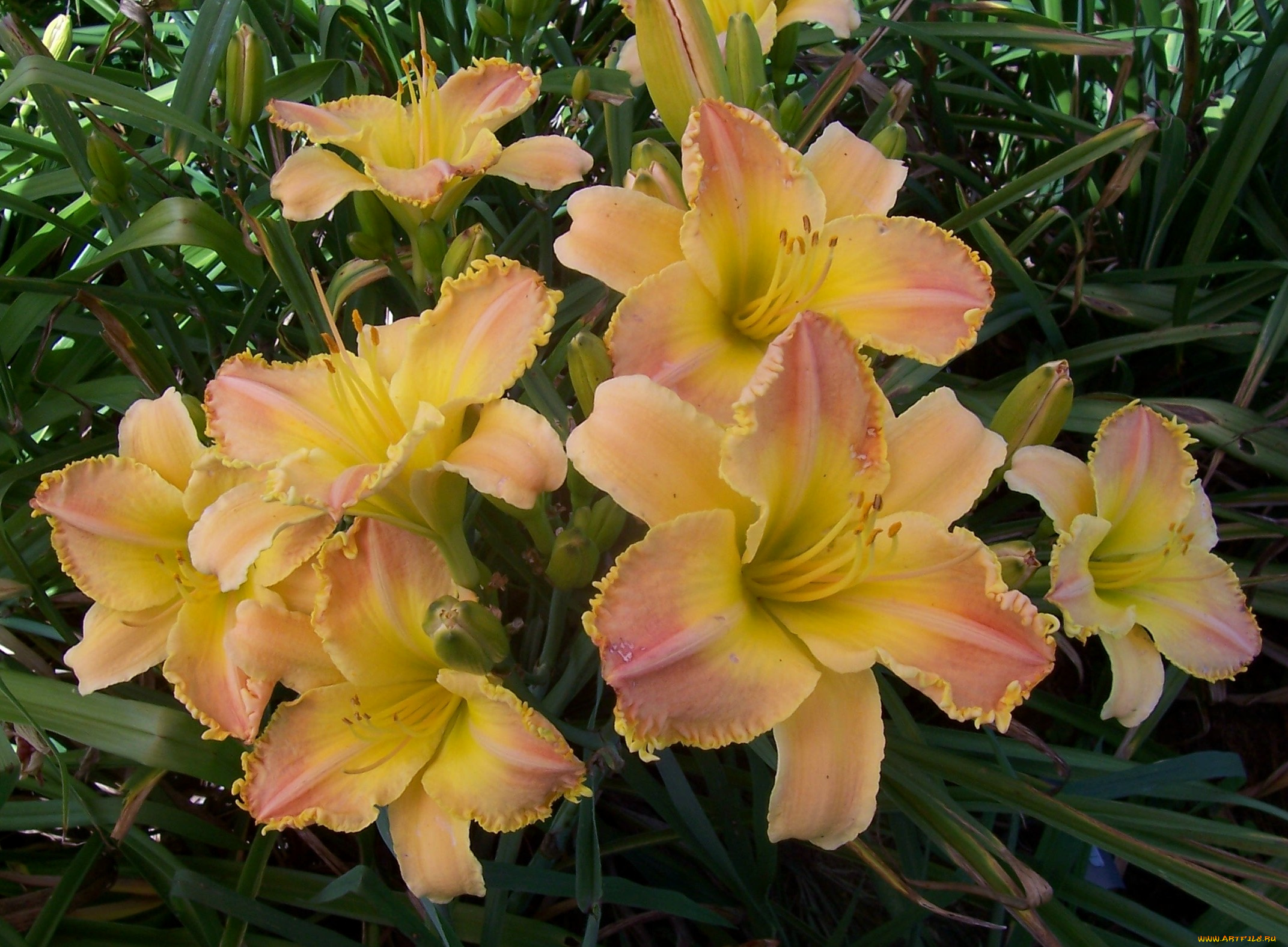 цветы, лилии, лилейники, лепестки, листья