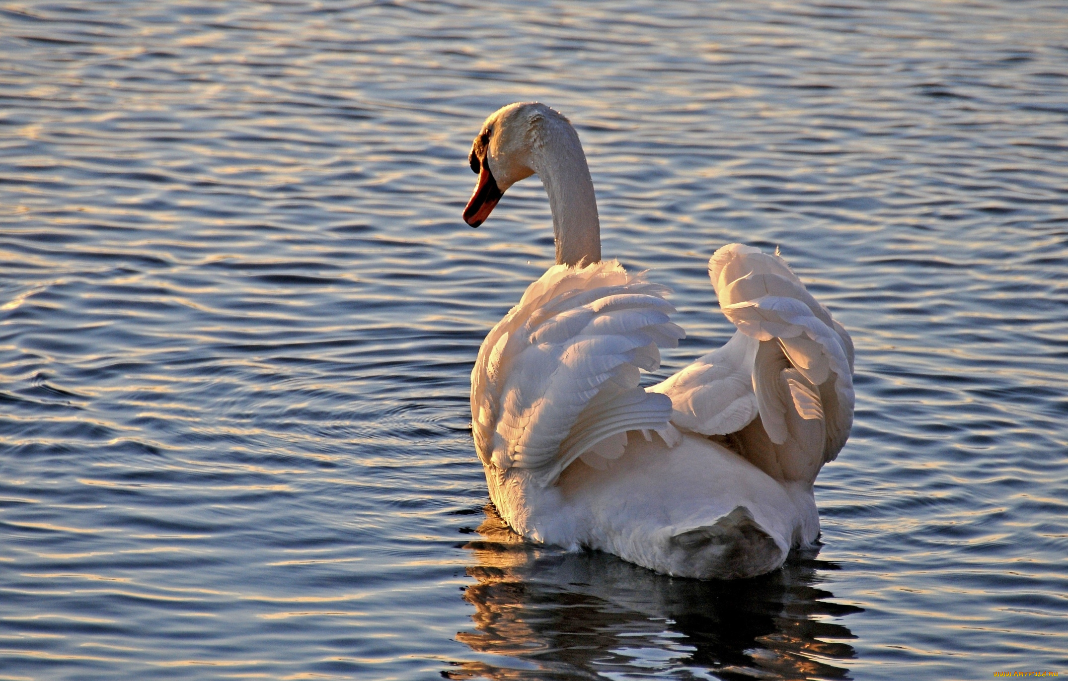 животные, лебеди, шипун