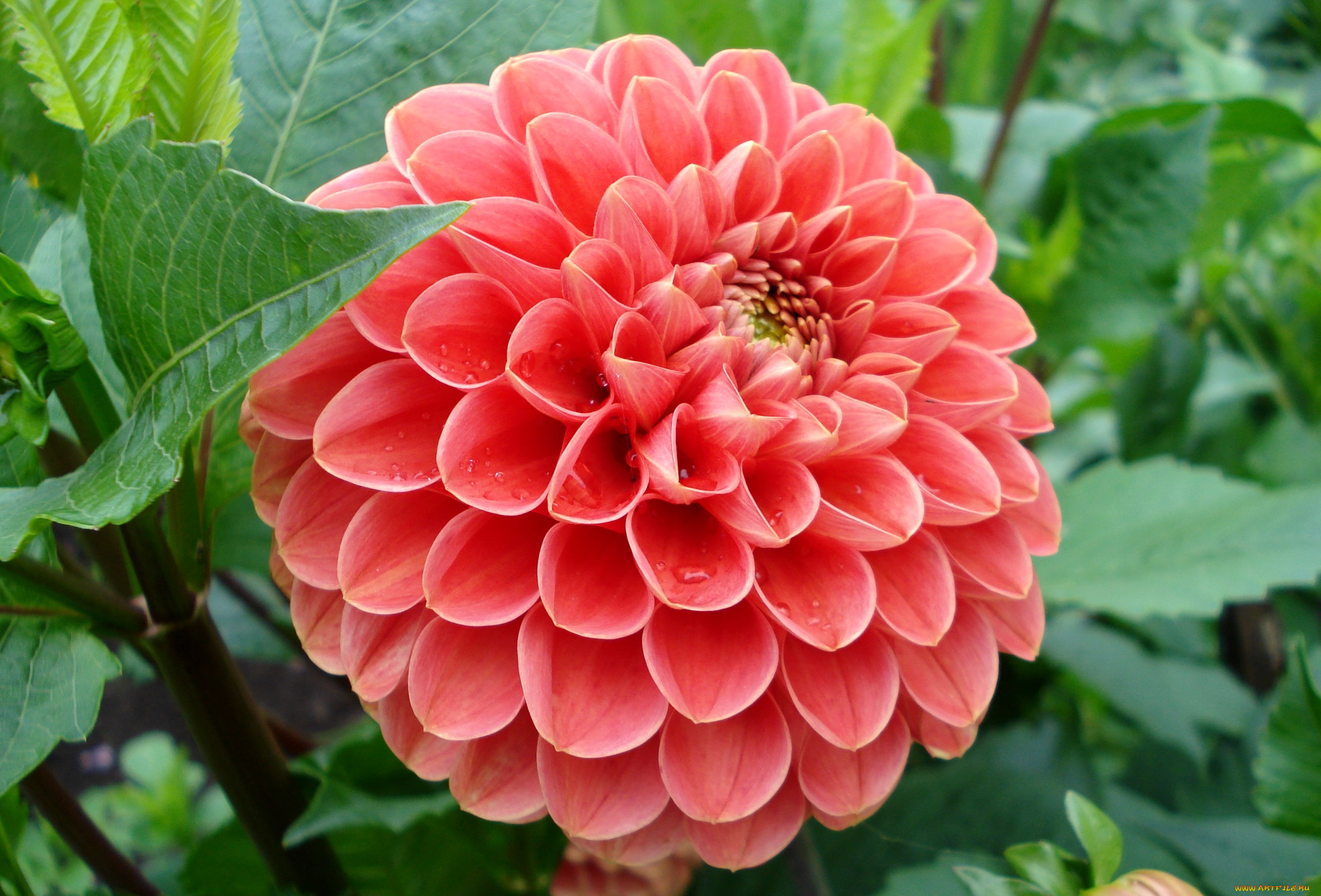 цветы, георгины, круглый, красный