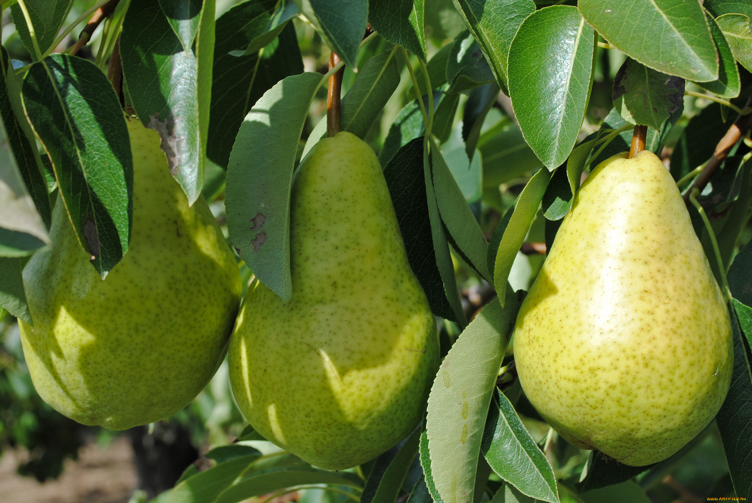 природа, плоды, листья, груши