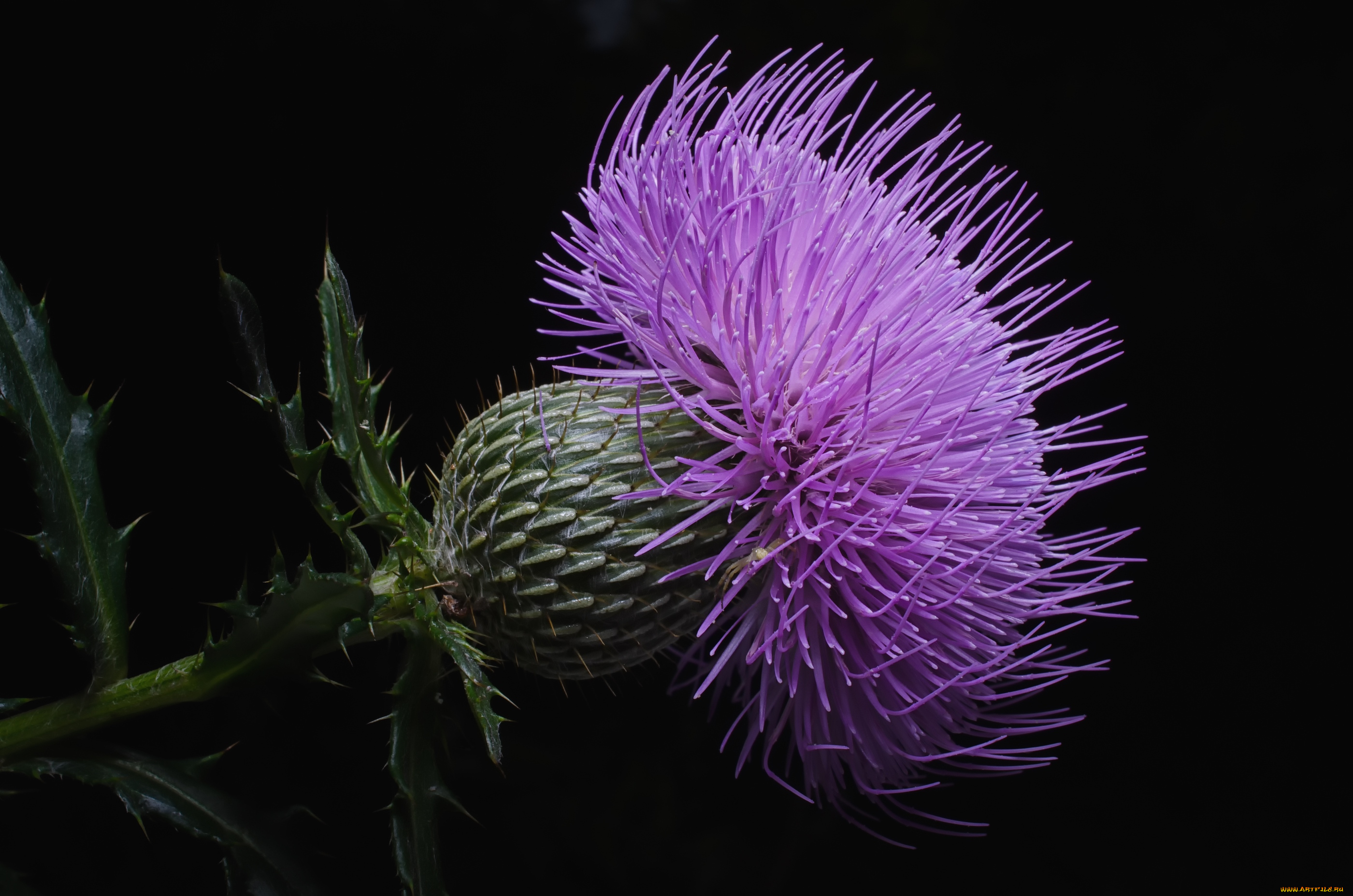 цветы, Чертополох, репейник, макро, чертополох