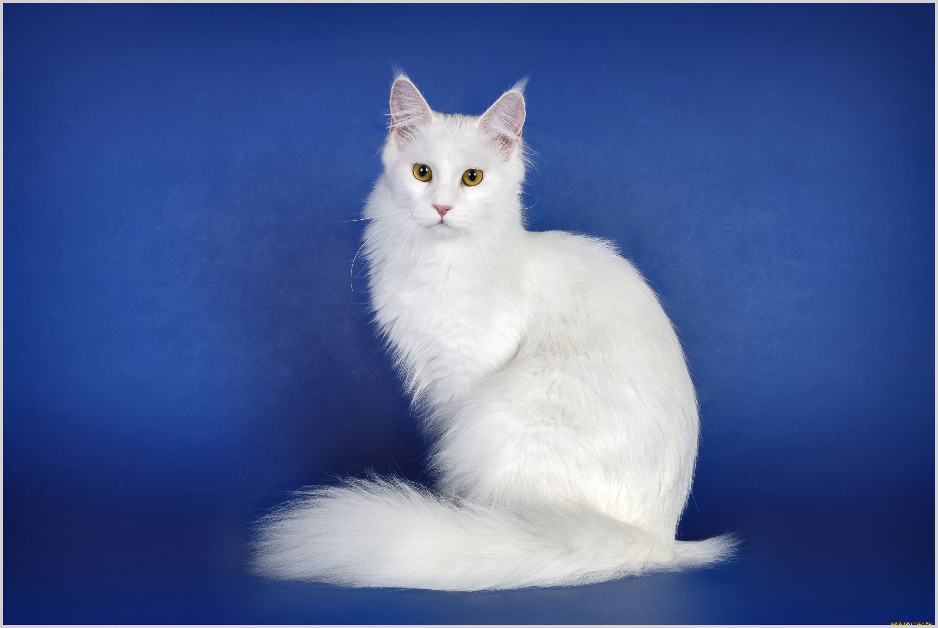 животные, коты, кошка, красавица