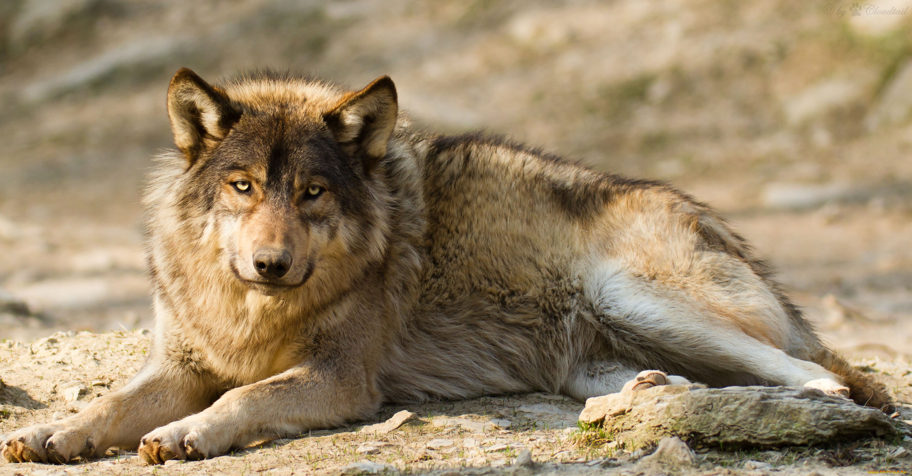 животные, волки, хищник