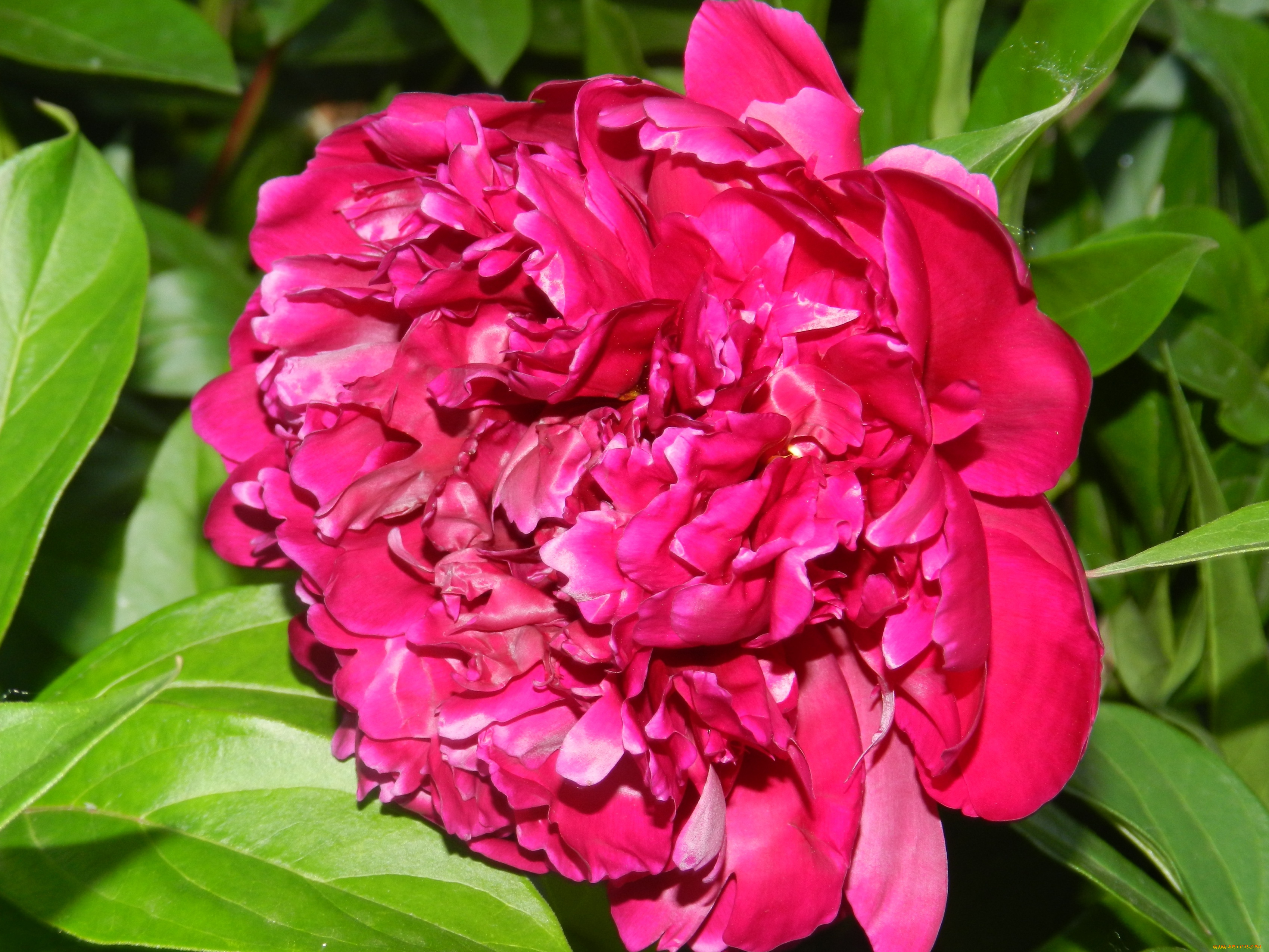 цветы, пионы, листья, лепестки