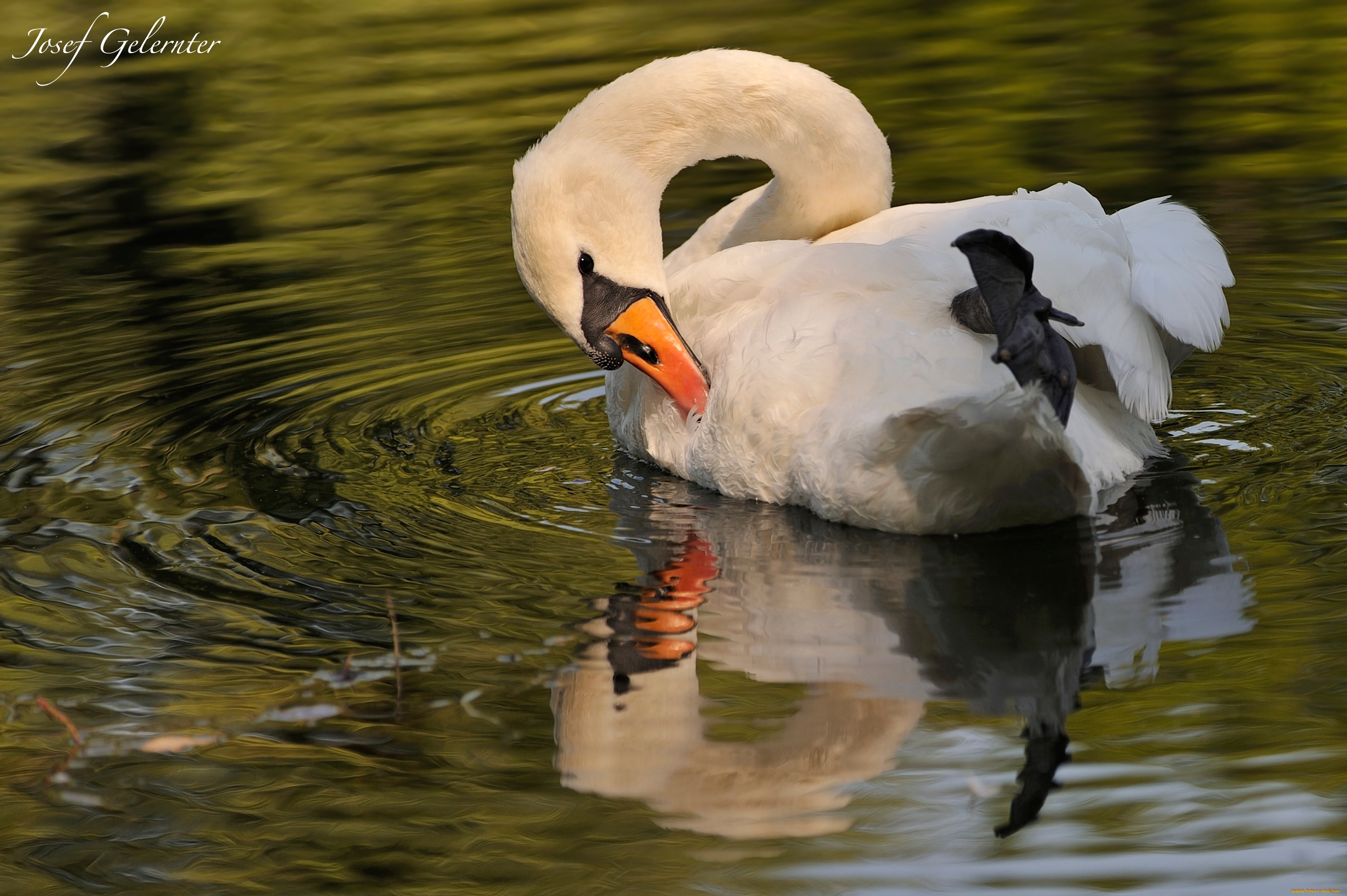 животные, лебеди, шипун, отражение