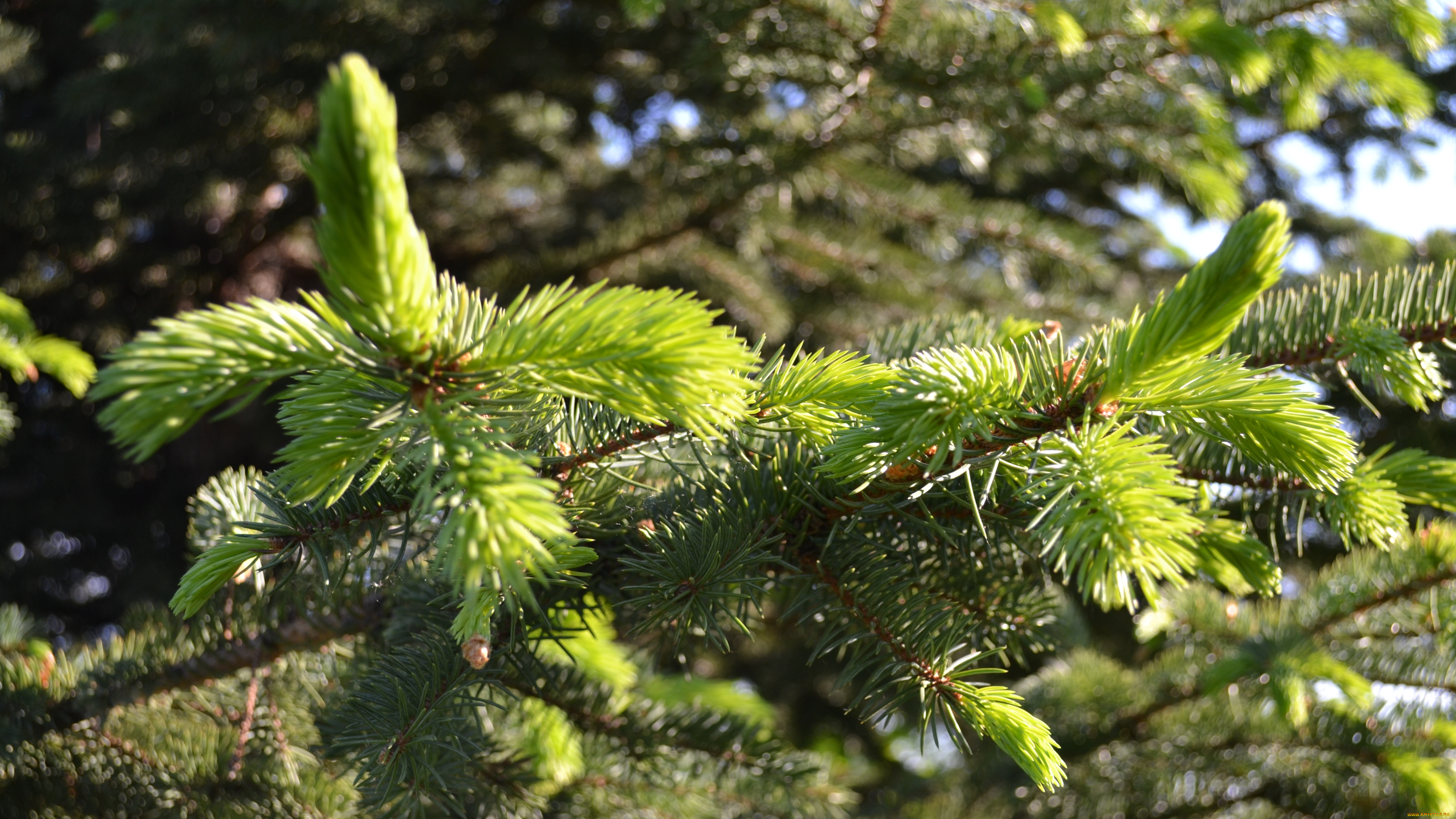 природа, макро, хвоя, ветки, ель