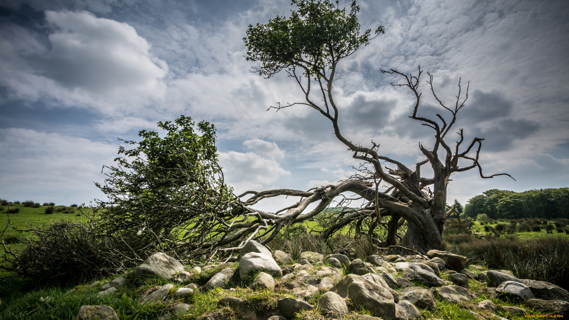 природа, деревья, луг, камни, дерево, облака