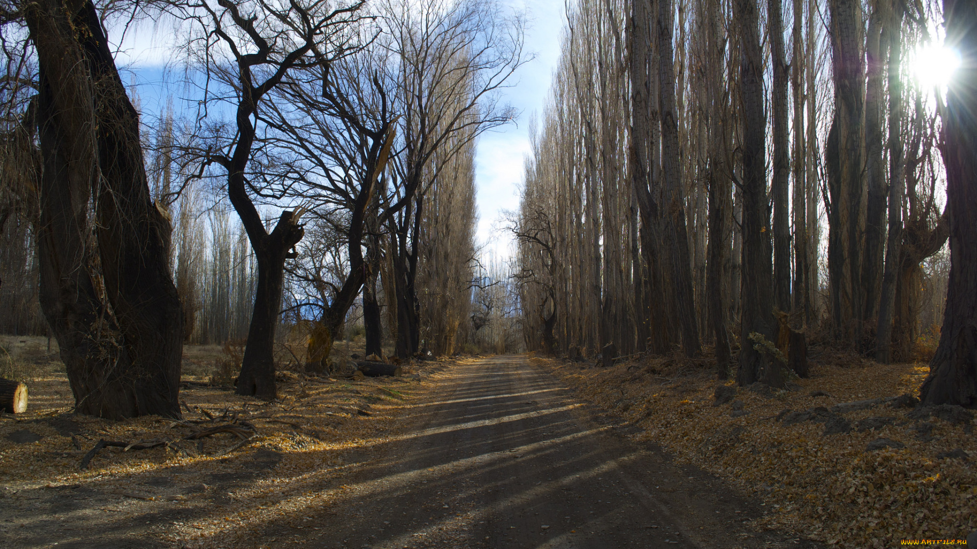 природа, дороги, дорога, аллея, лес