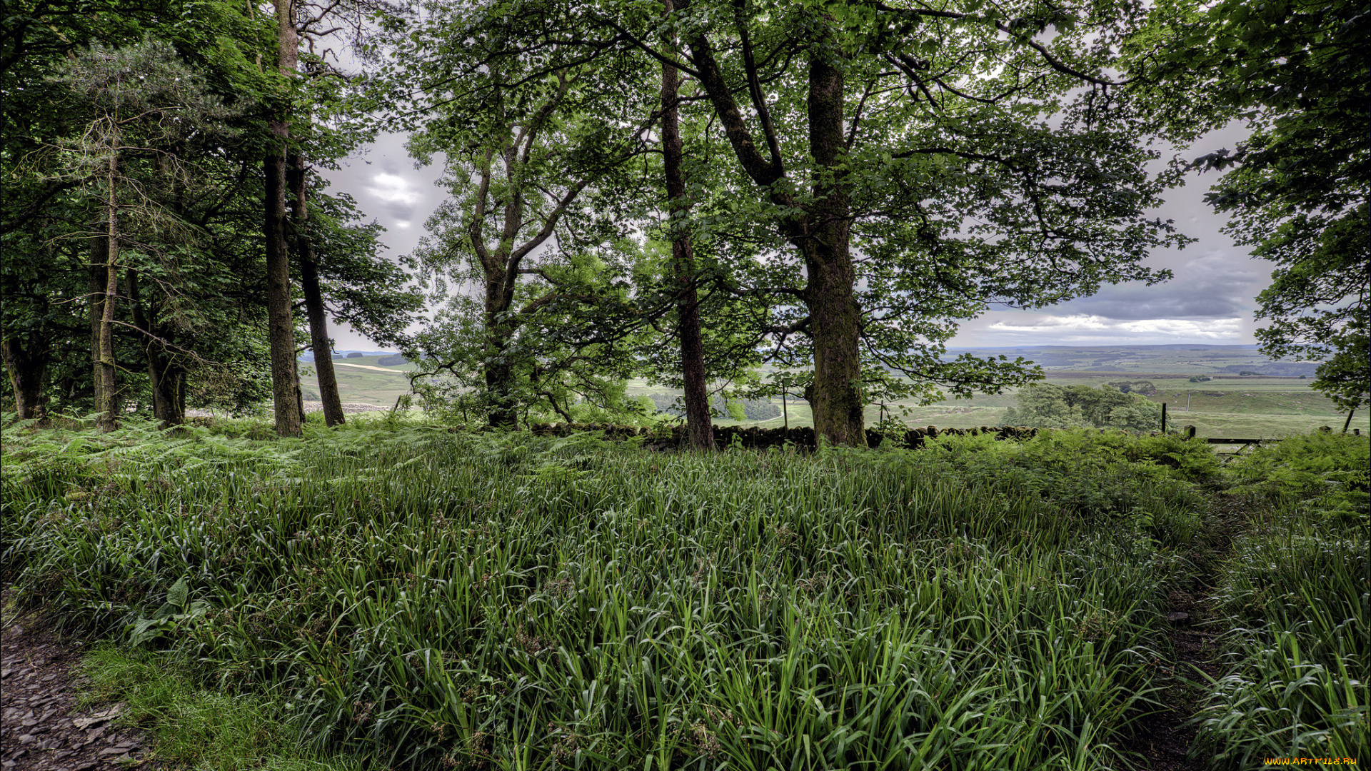 природа, лес, опушка, трава