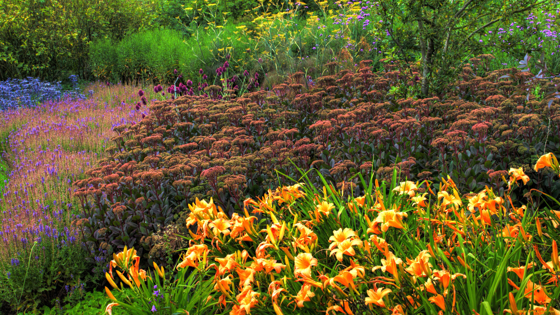 природа, парк, трава, цветы, деревья