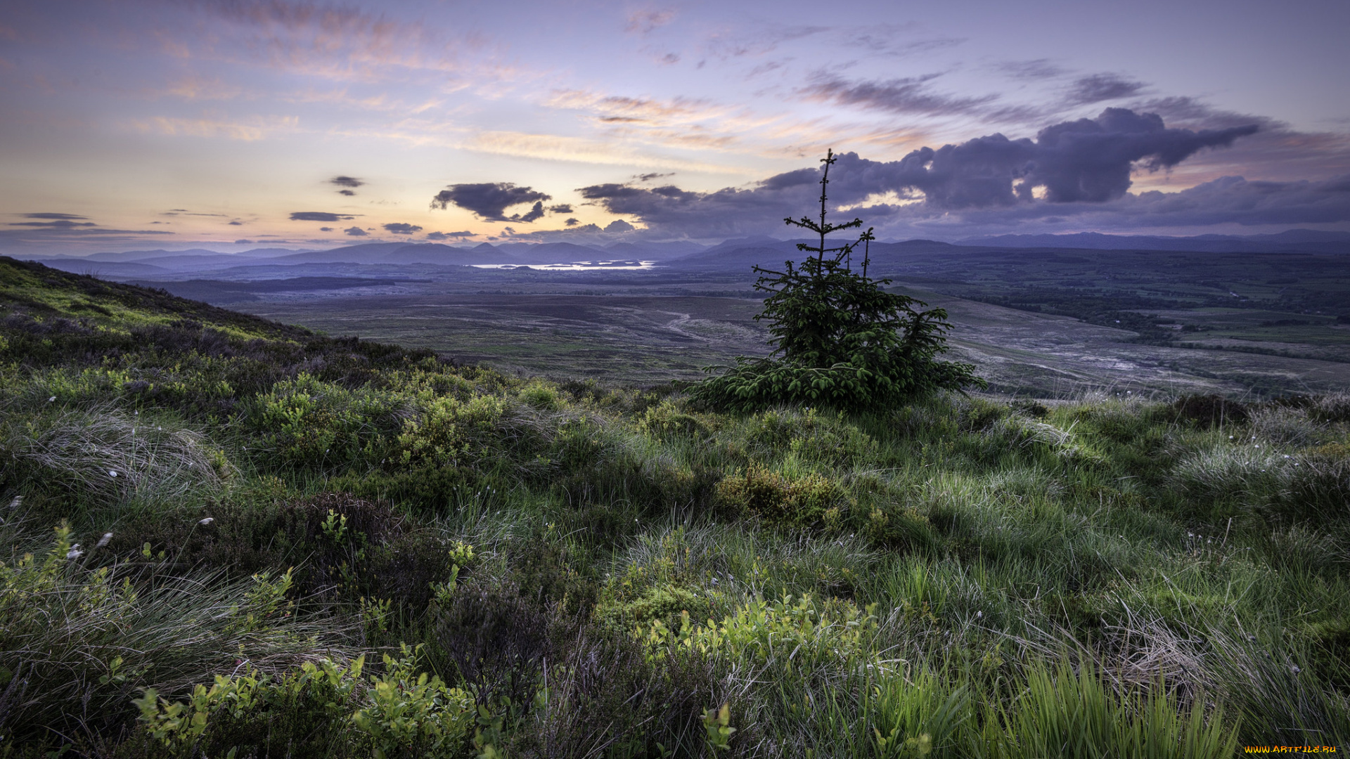 природа, пейзажи, равнина, трава, елка