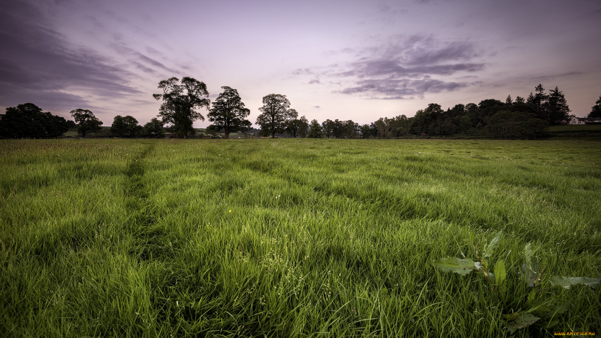природа, поля, поле, лес, трава