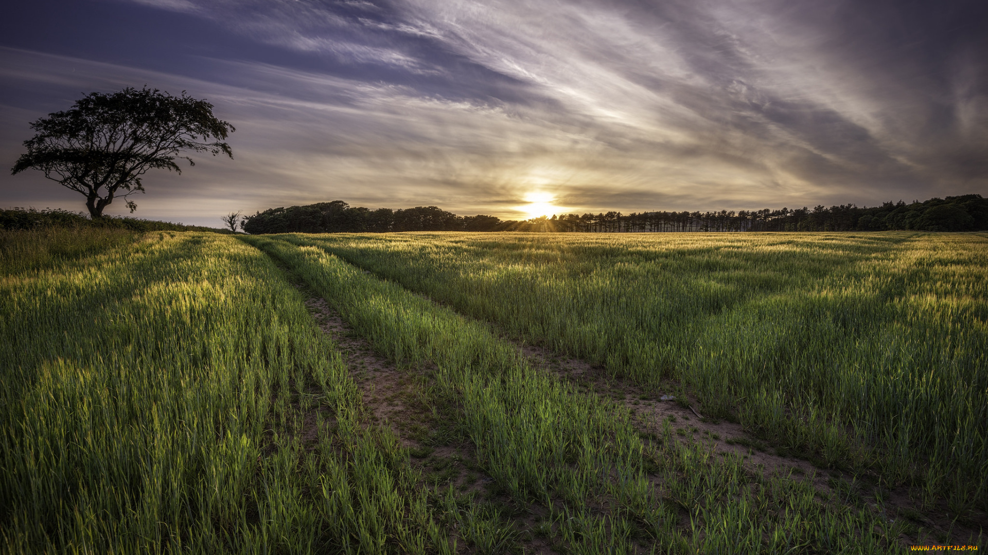 природа, восходы, закаты, поле, трава, колея, облака, свет