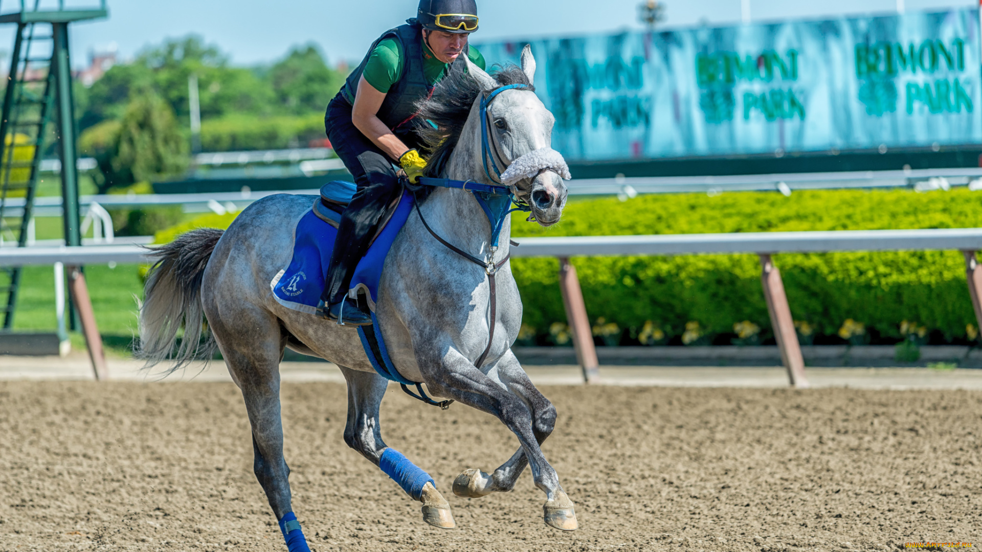 спорт, конный, спорт, ипподром, скачки