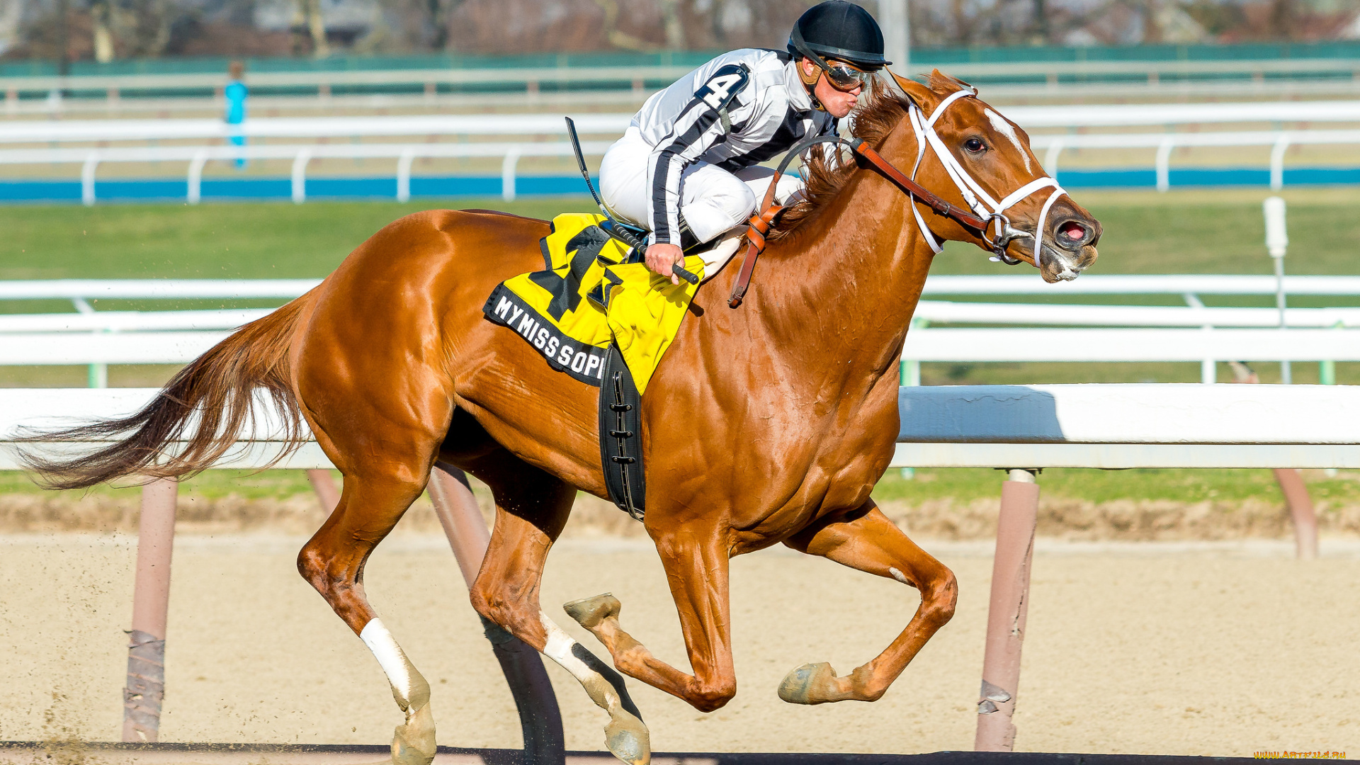 спорт, конный, спорт, ипподром, скачки