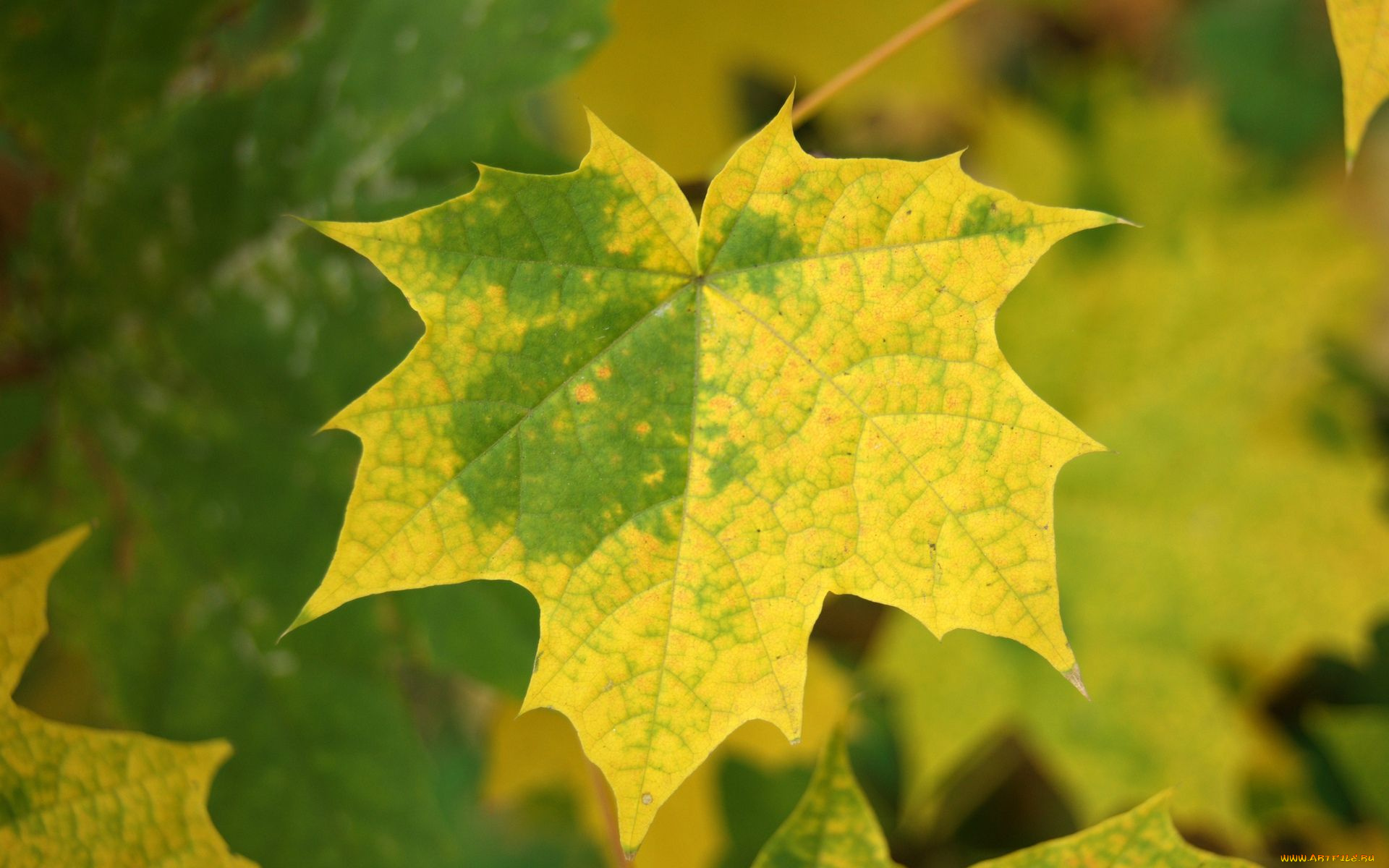 природа, листья, клен